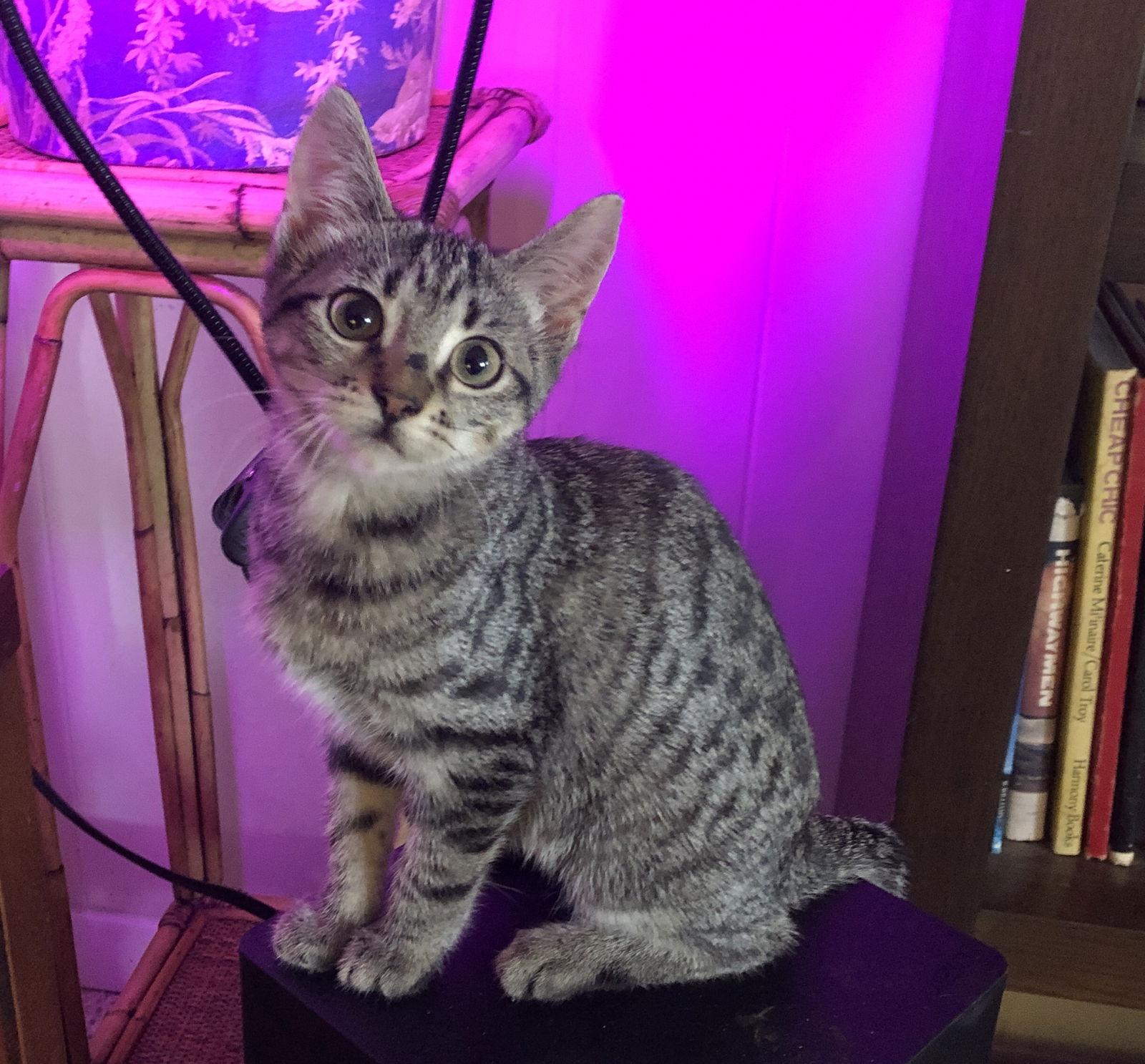 Enlarge Magnolia, a Adoptable Tabby in Orlando, FL image 1/3