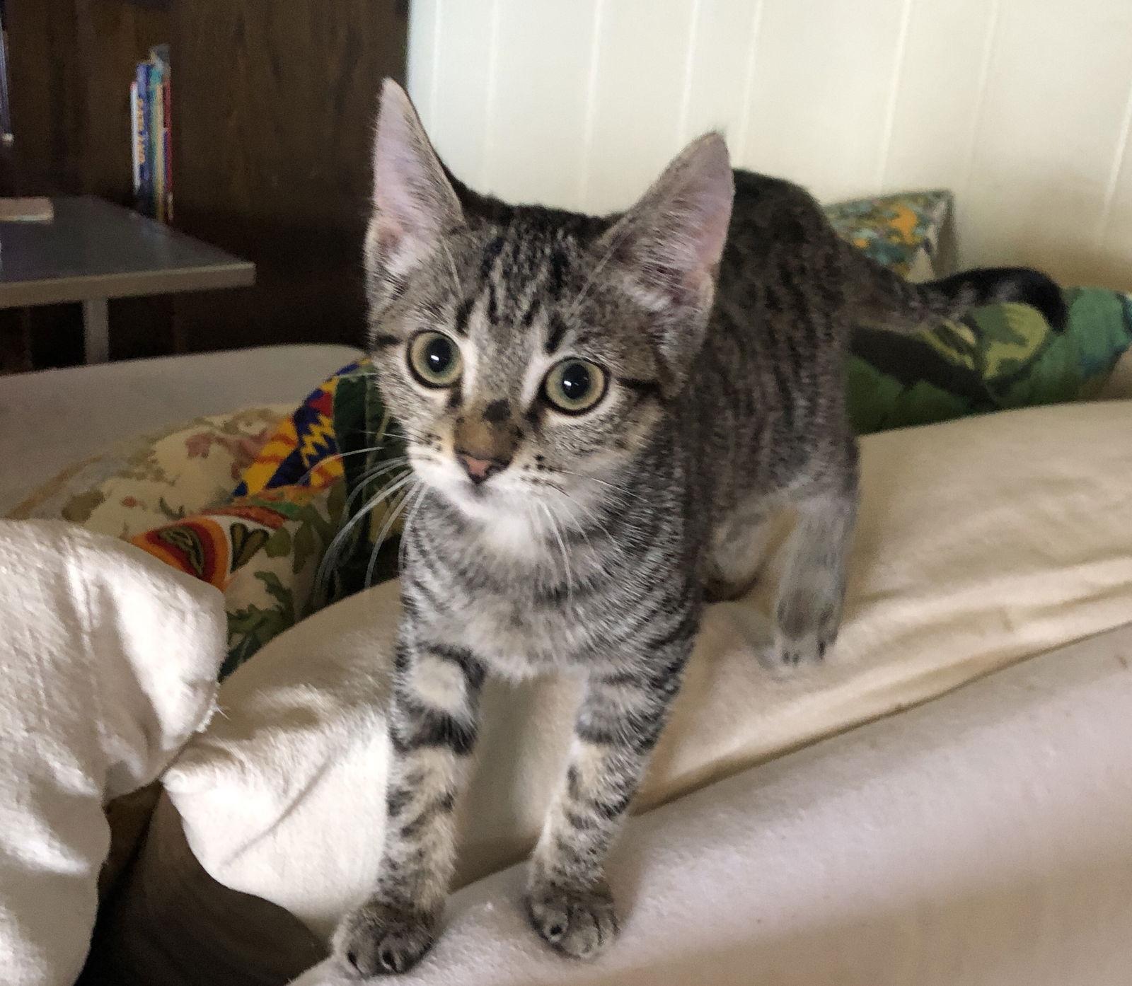 Enlarge Magnolia, a Adoptable Tabby in Orlando, FL image 3/3