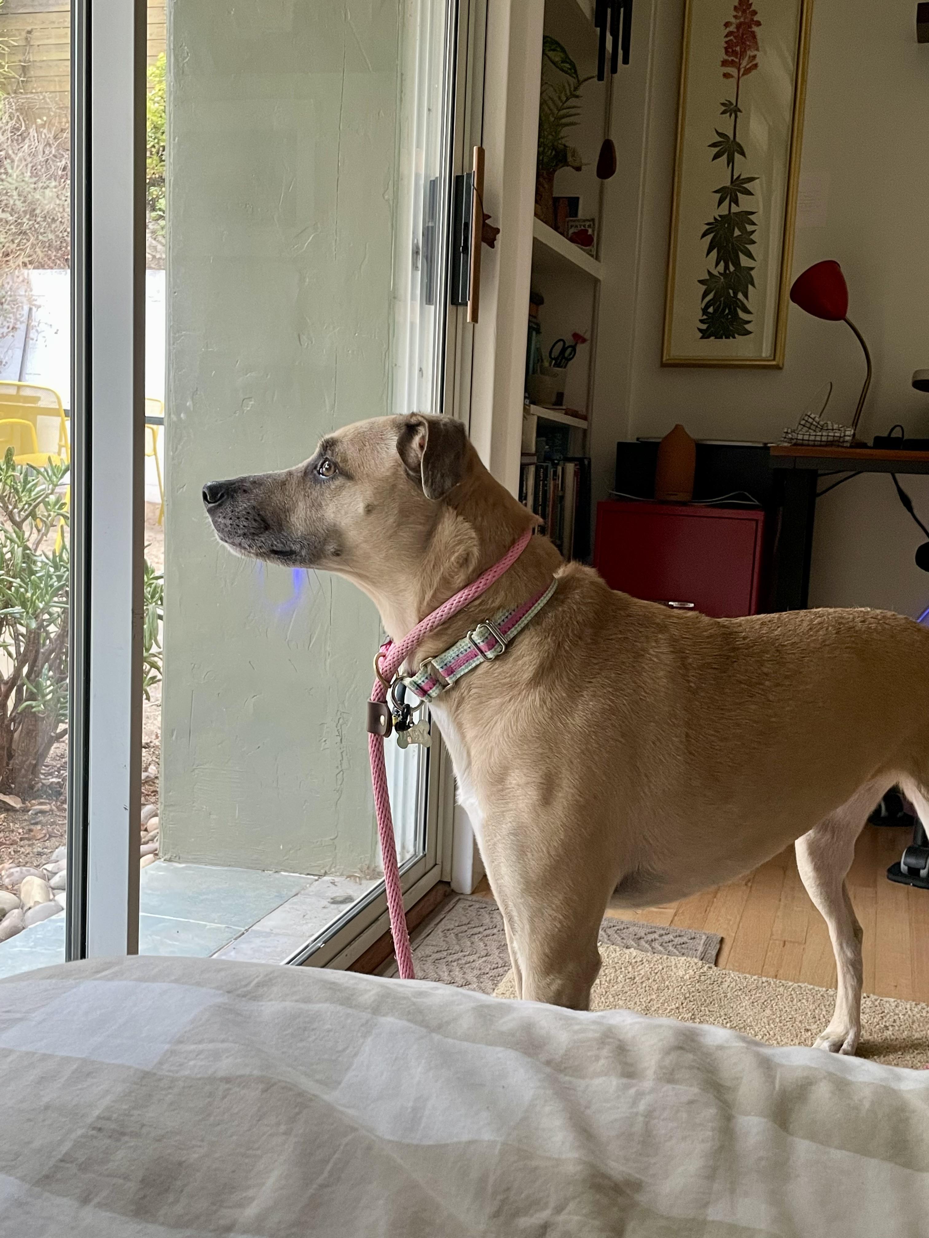Enlarge Daisy, a Adoptable mixed breed in Los Angeles, CA image 6/6