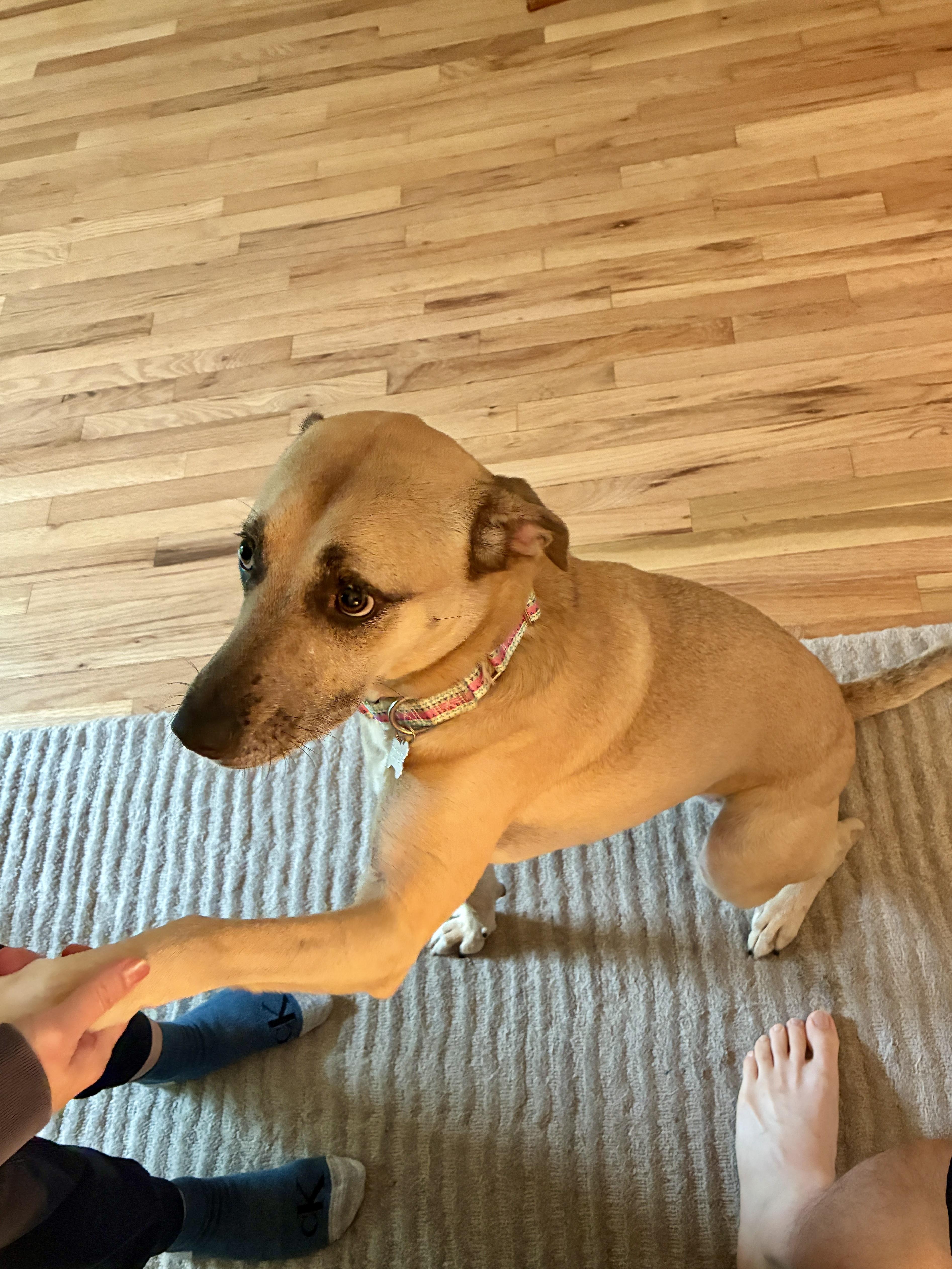 Enlarge Daisy, a Adoptable mixed breed in Los Angeles, CA image 5/6