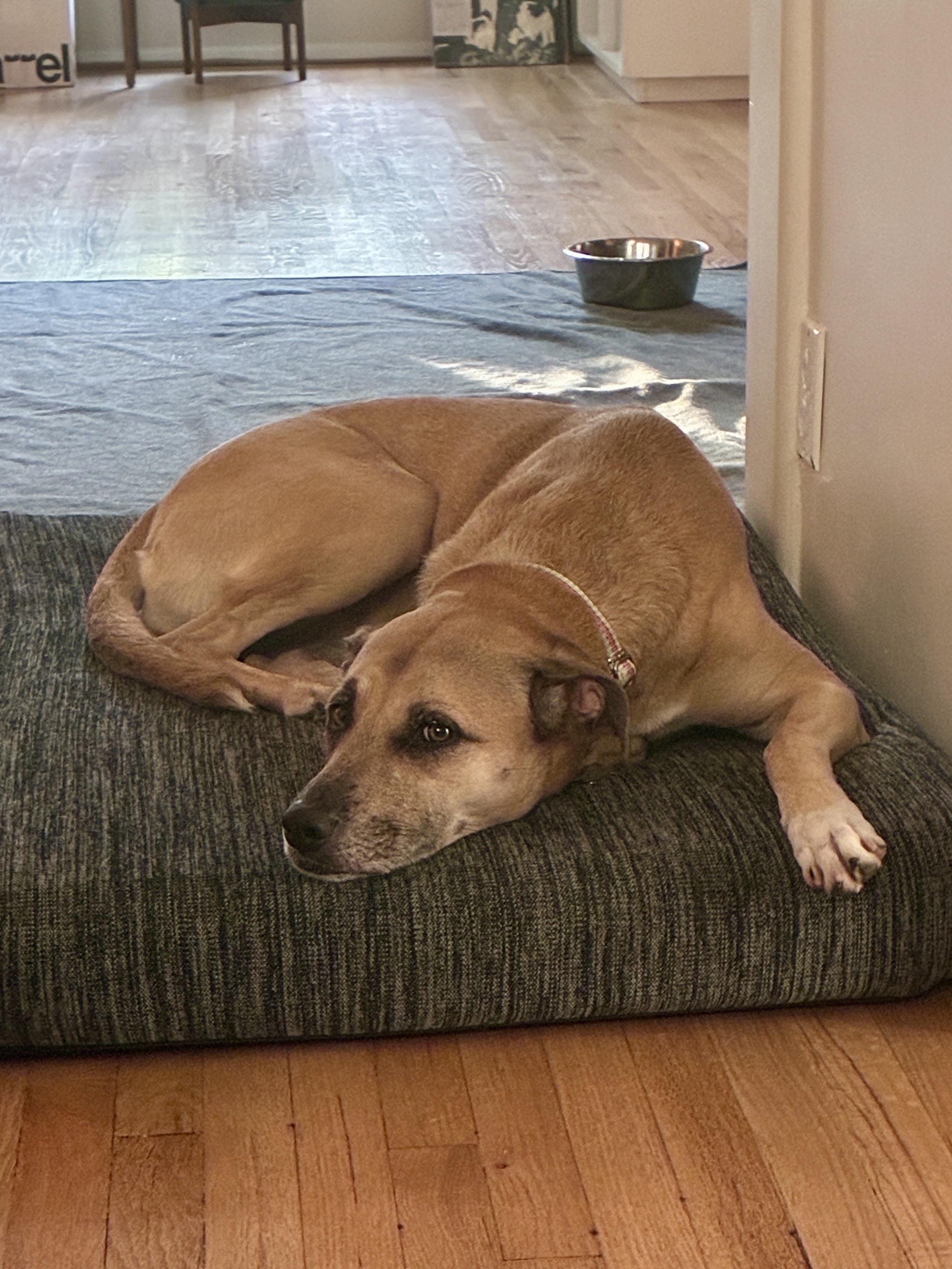 Enlarge Daisy, a Adoptable mixed breed in Los Angeles, CA image 4/6