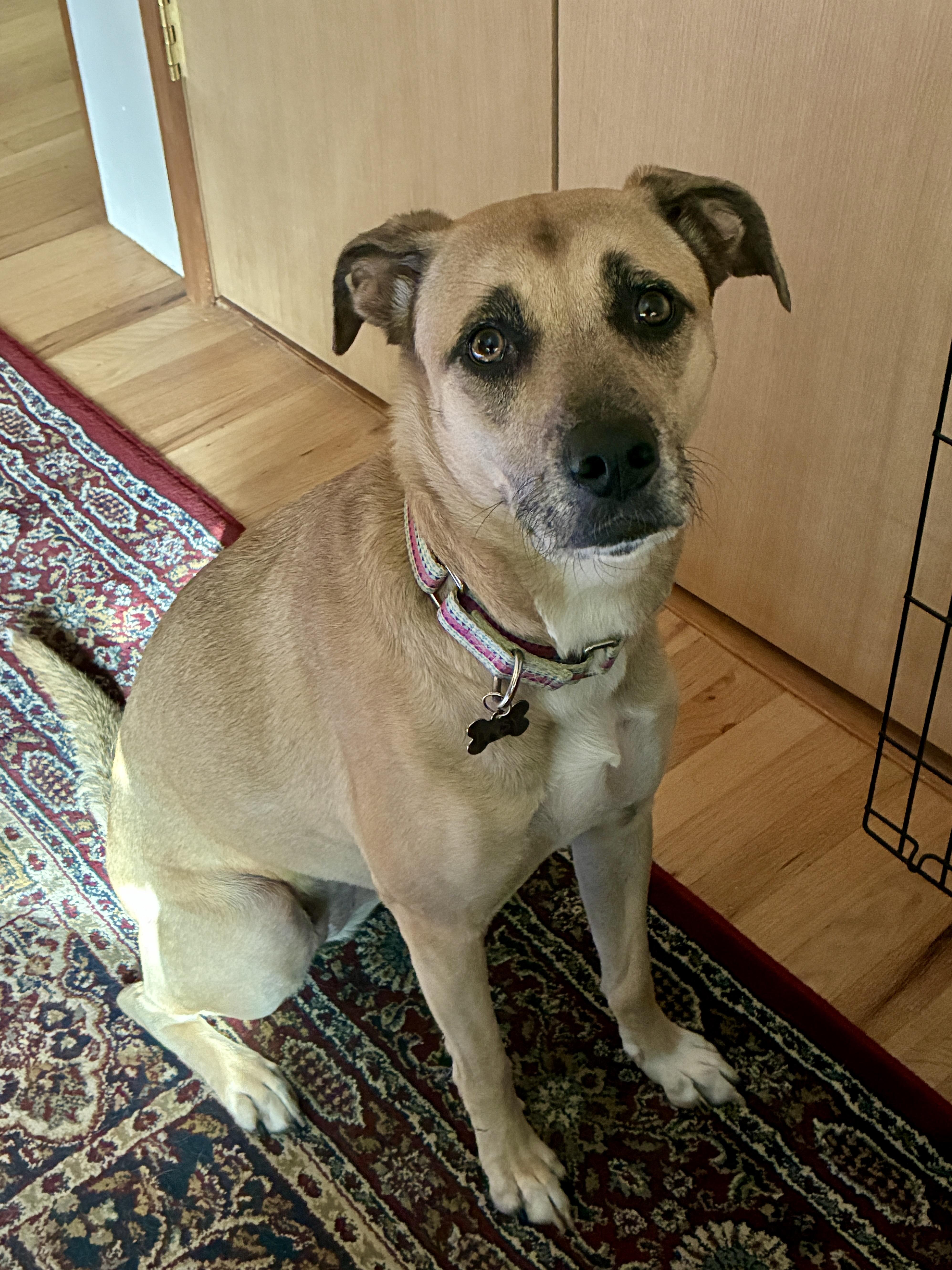 Enlarge Daisy, a Adoptable mixed breed in Los Angeles, CA image 2/6