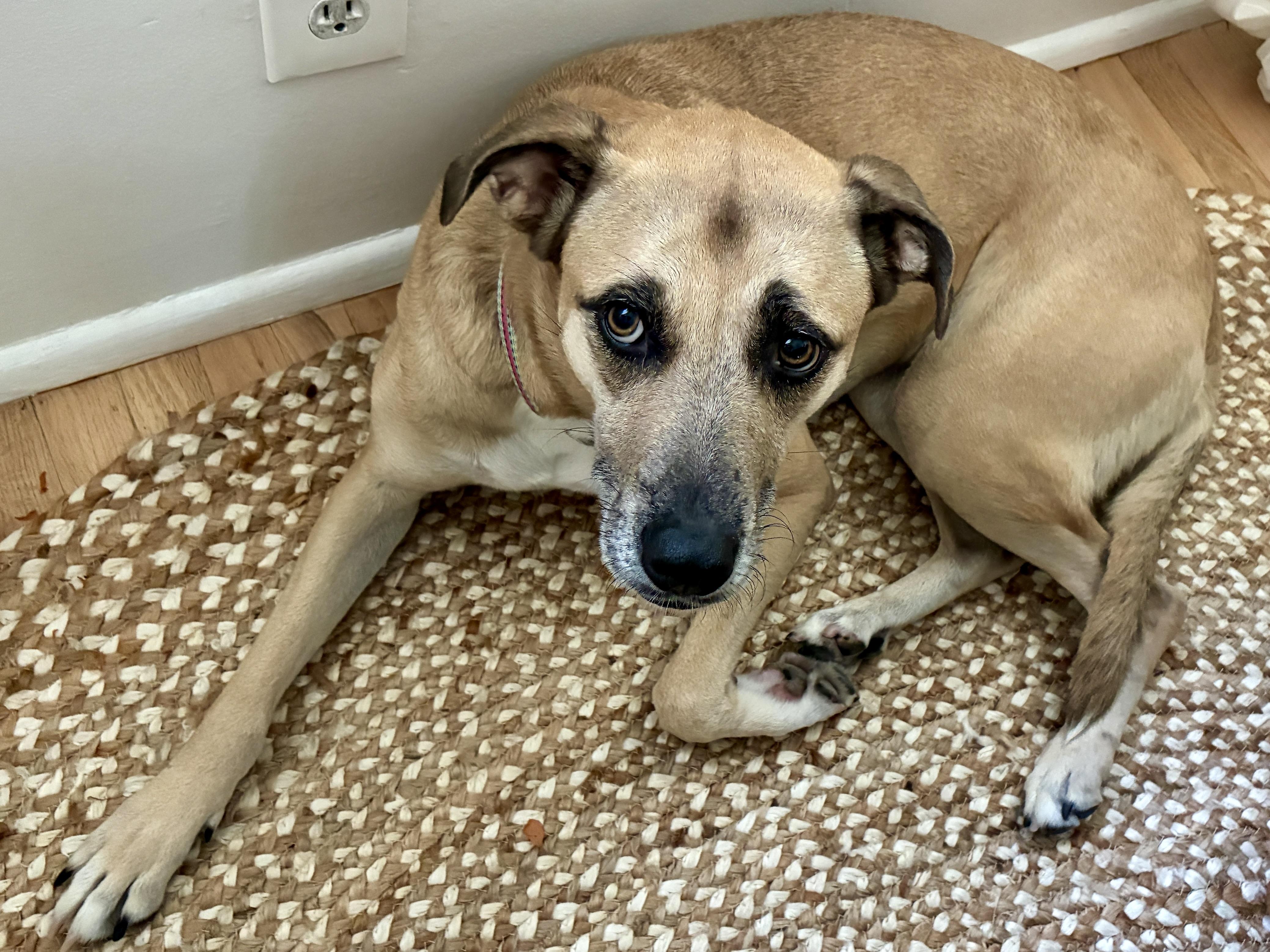 Enlarge Daisy, a Adoptable mixed breed in Los Angeles, CA image 1/6