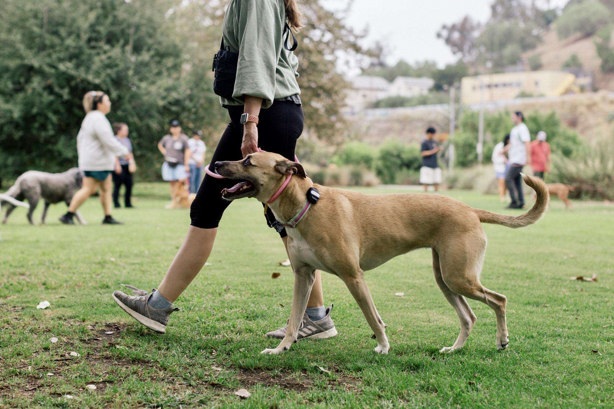 Enlarge Daisy, a Adoptable mixed breed in Los Angeles, CA image 3/6