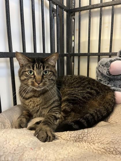 Enlarge Thor, a Adoptable Domestic Short Hair in Lafayette, IN image 1/1