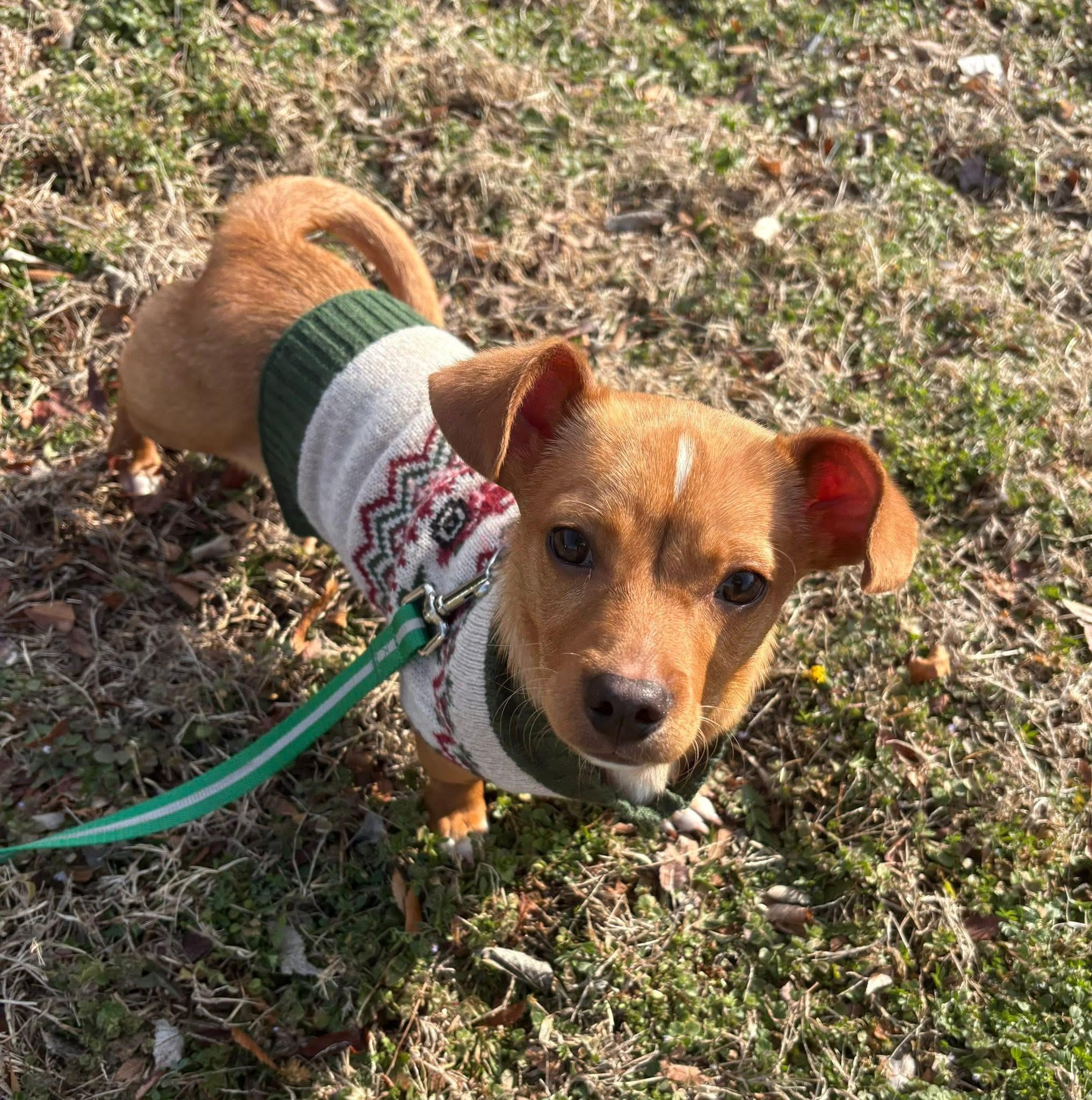 Windell , ADOPTABLE, Young Male Dachshund & Chihuahua.
