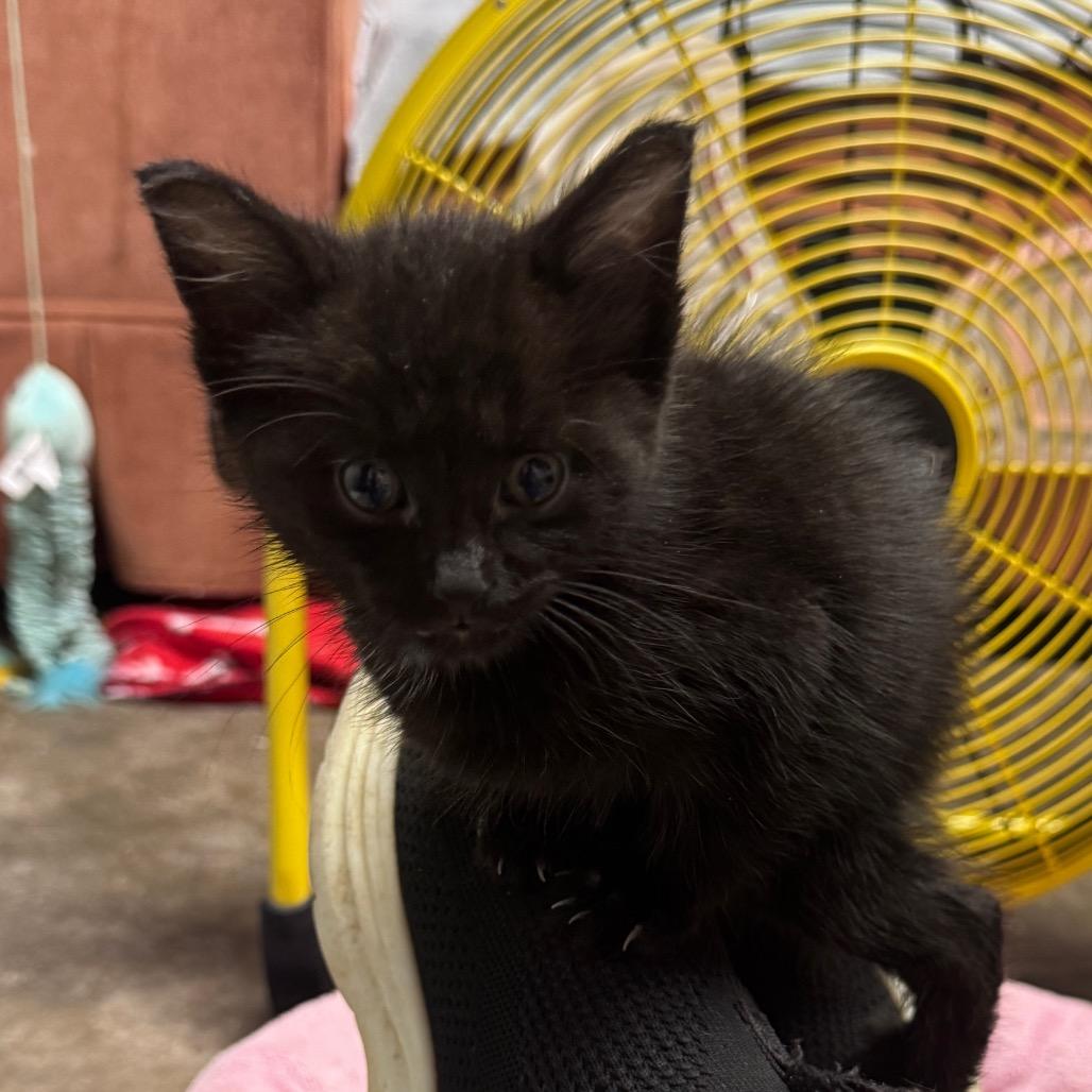 Riley, a Adoptable Domestic Short Hair in Pinson, TN image 2/3