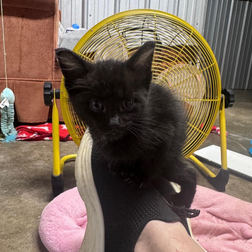Riley, a Adoptable Domestic Short Hair in Pinson, TN image 3/3