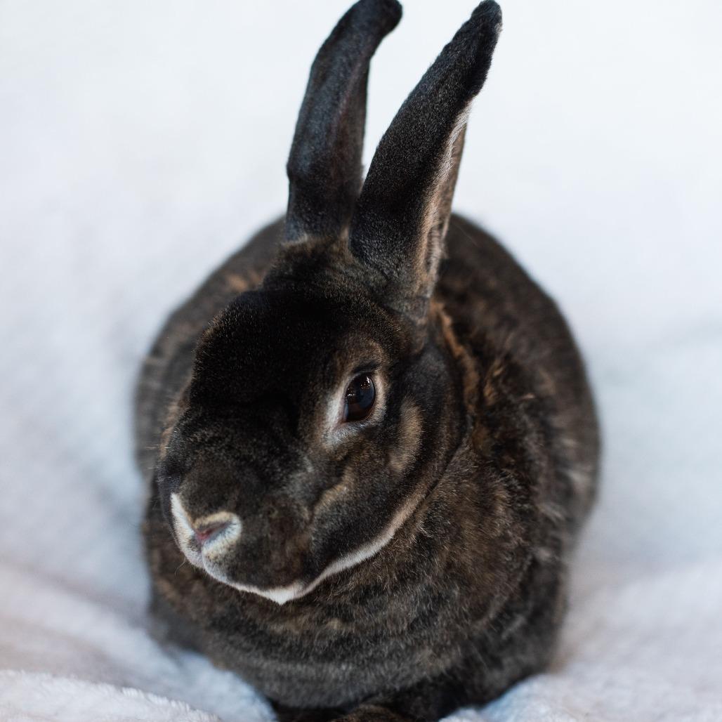 Oliver, Adoptable, Adult Male Mini Rex.
