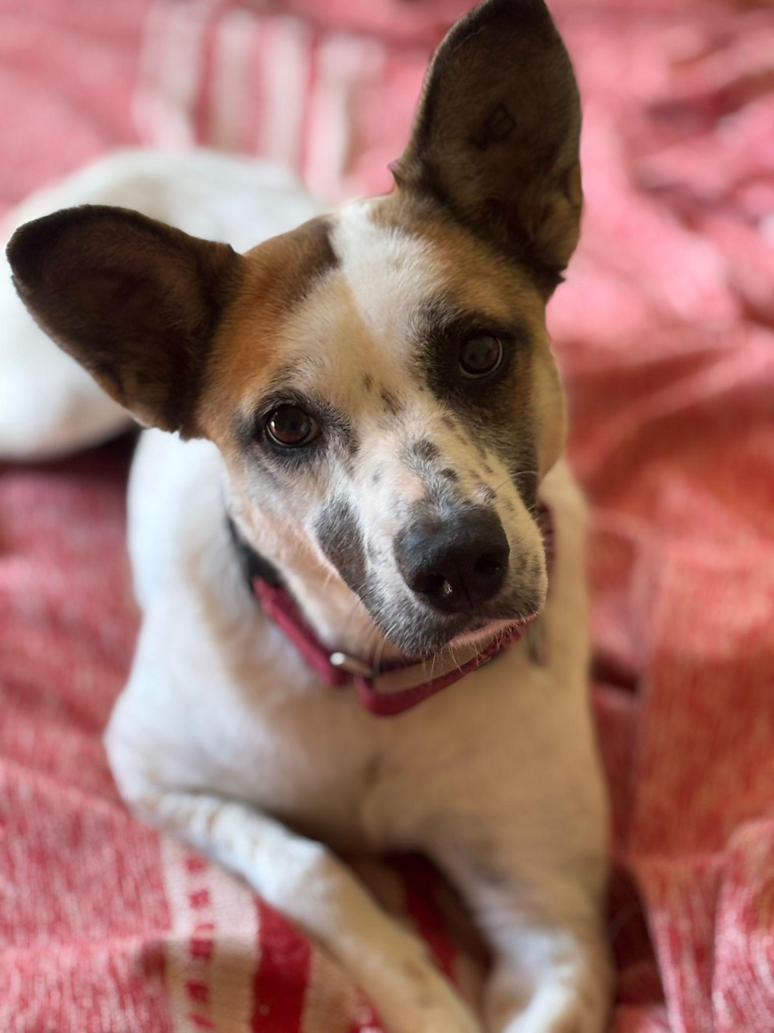 Enlarge Millie, a Adopted mixed breed in Washington, DC image 1/2