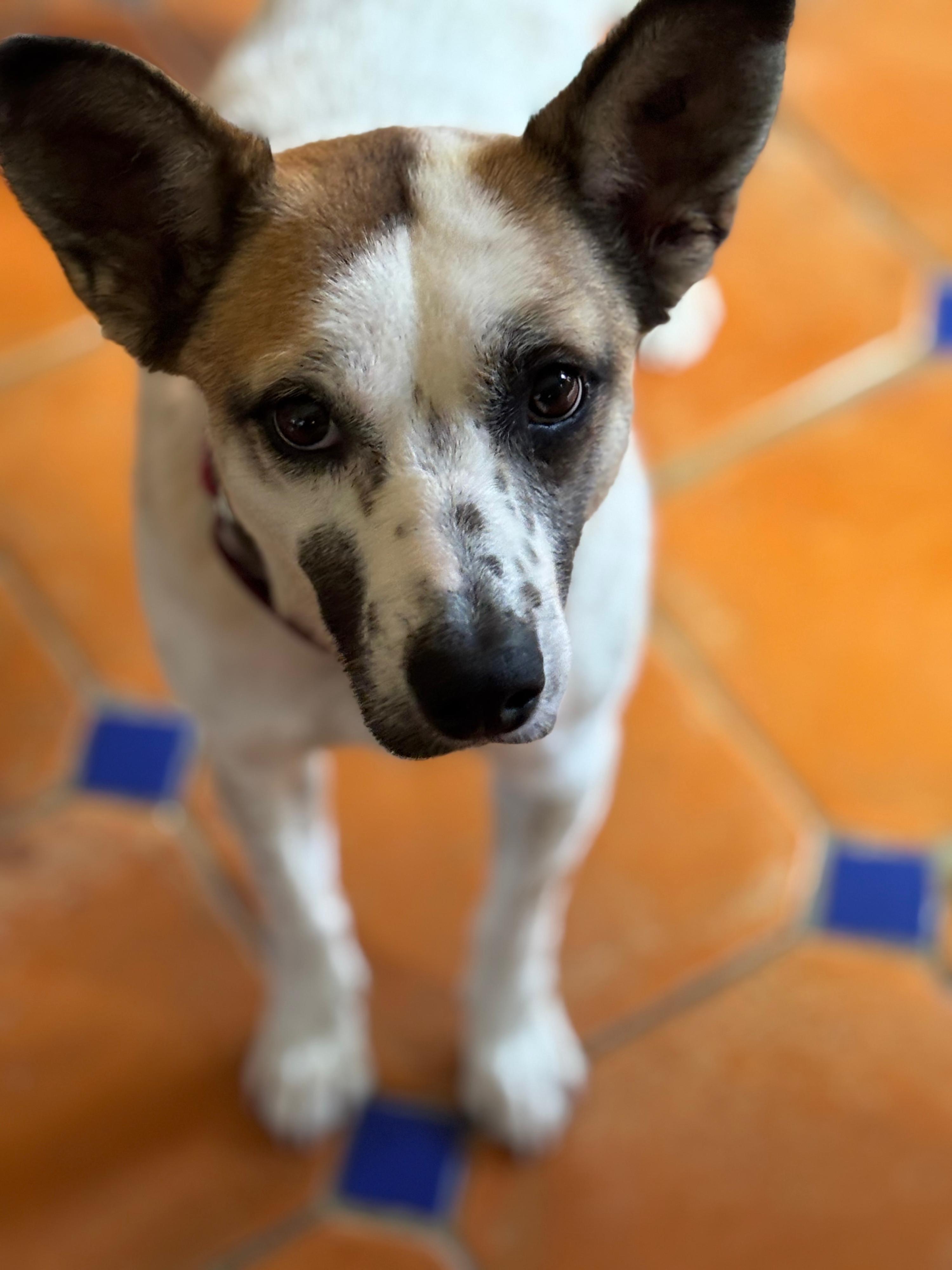 Enlarge Millie, a Adopted mixed breed in Washington, DC image 2/2