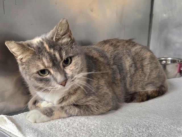 ALANI, Adoptable, Young Female Domestic Short Hair.