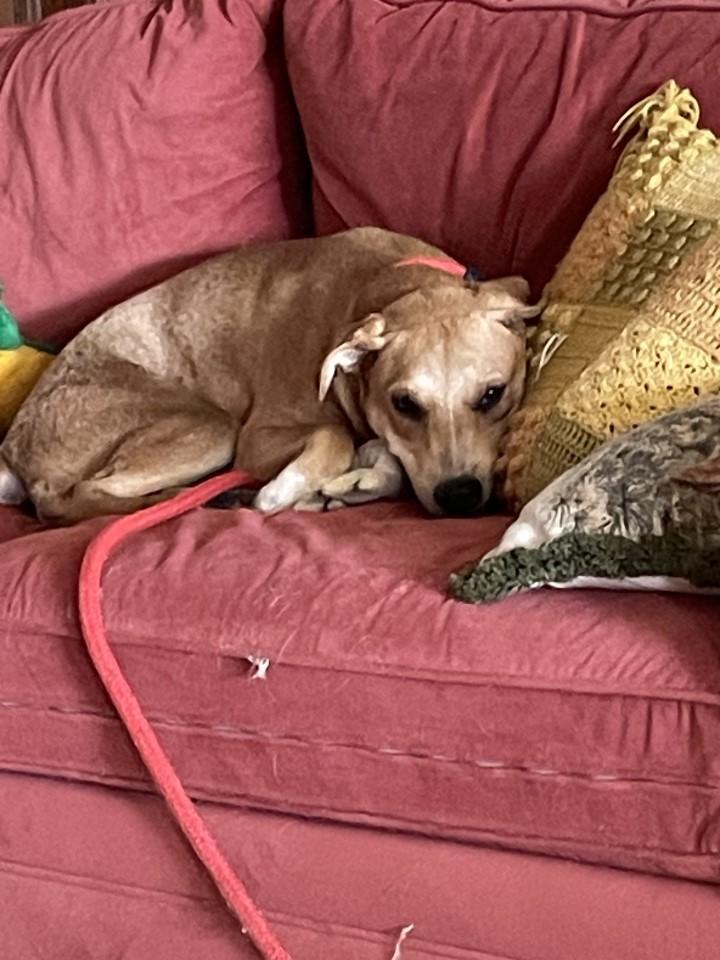 Enlarge Annie, a Adoptable mixed breed in Selma, AL image 3/4