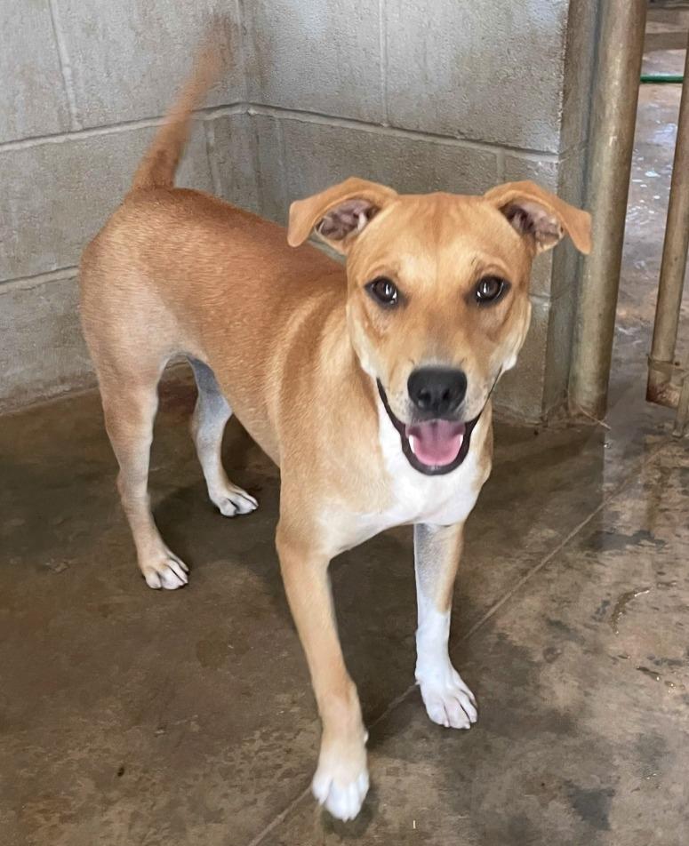 Enlarge Annie, a Adoptable mixed breed in Selma, AL image 4/4