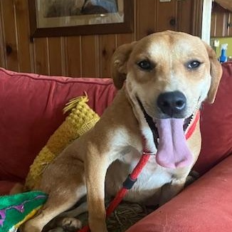 Annie, Adoptable, Young Female Carolina Dog & Labrador Retriever.