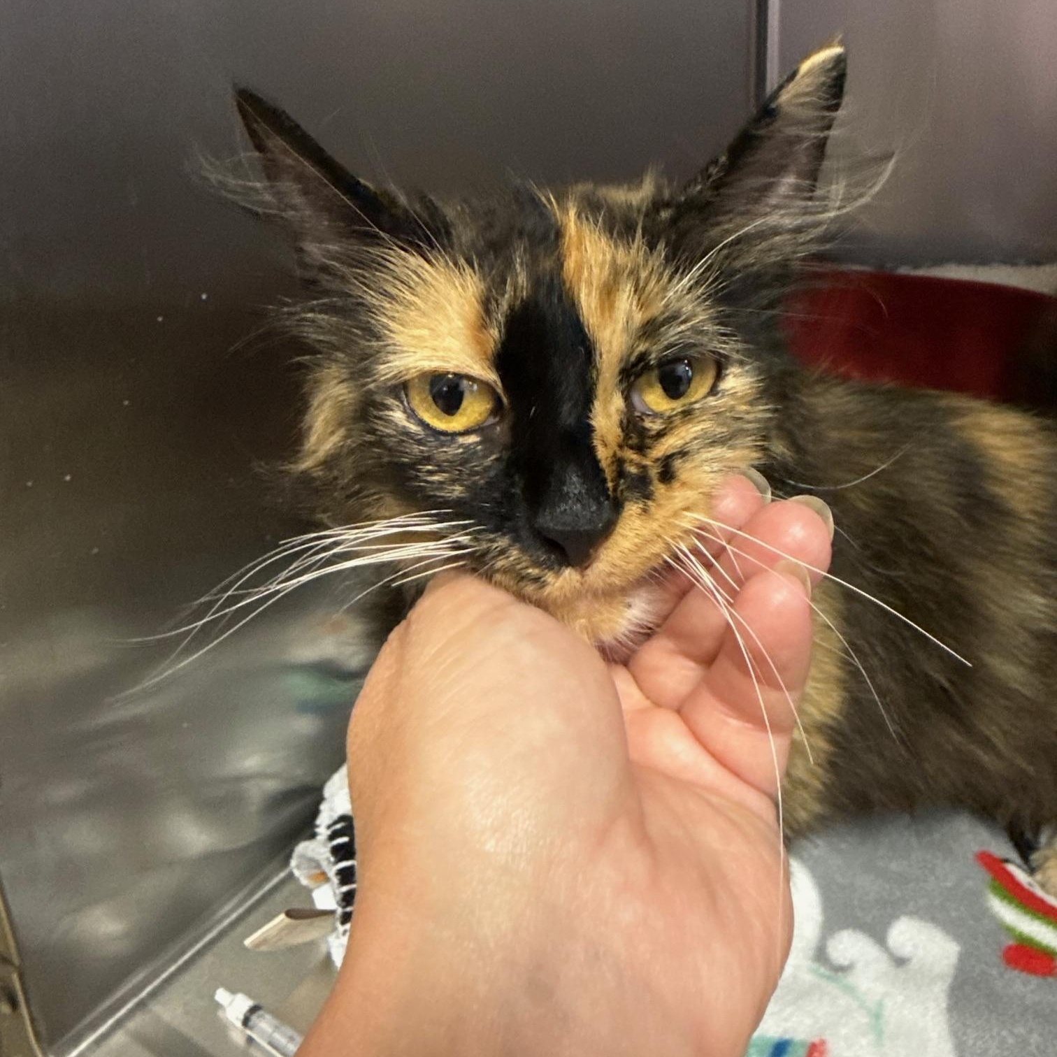 Doris, a ADOPTABLE Domestic Long Hair in Reynoldsburg, OH image 2/2