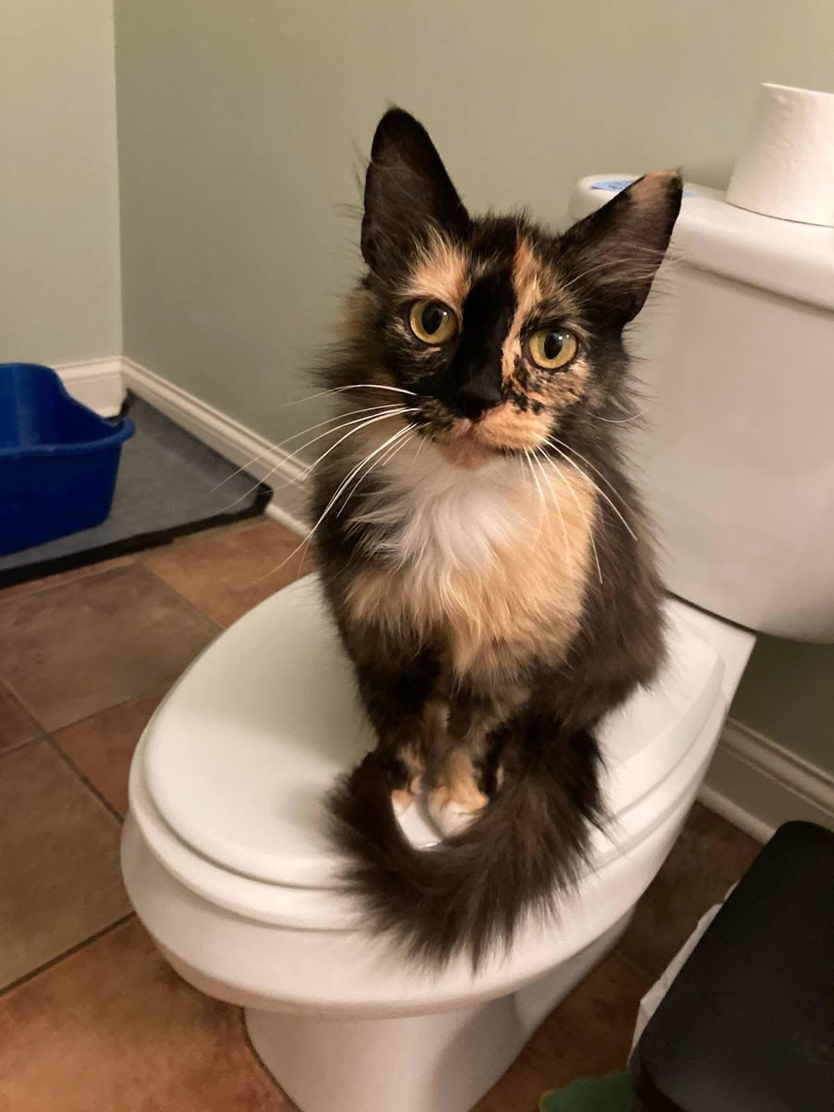 Doris, ADOPTABLE, Adult Female Domestic Long Hair.