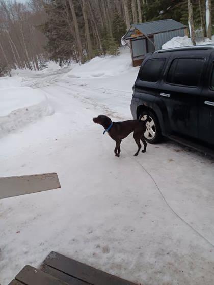 Enlarge George, a Adoptable mixed breed in Gwinn, MI image 1/2