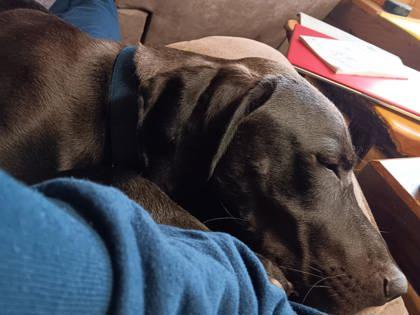 Enlarge George, a Adoptable mixed breed in Gwinn, MI image 2/2