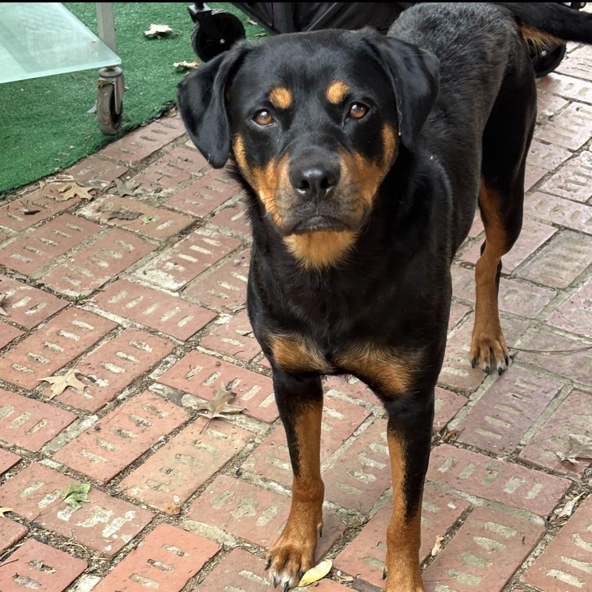 Enlarge Layla, a ADOPTABLE mixed breed in Brentwood, TN image 1/1
