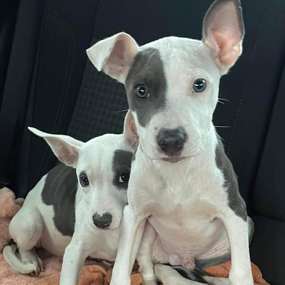 Rudy, ADOPTABLE, Puppy Male American Staffordshire Terrier.