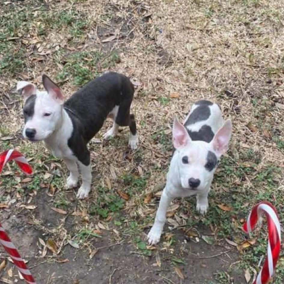 Enlarge Rudy, a ADOPTABLE American Staffordshire Terrier in Crosby, TX image 2/5