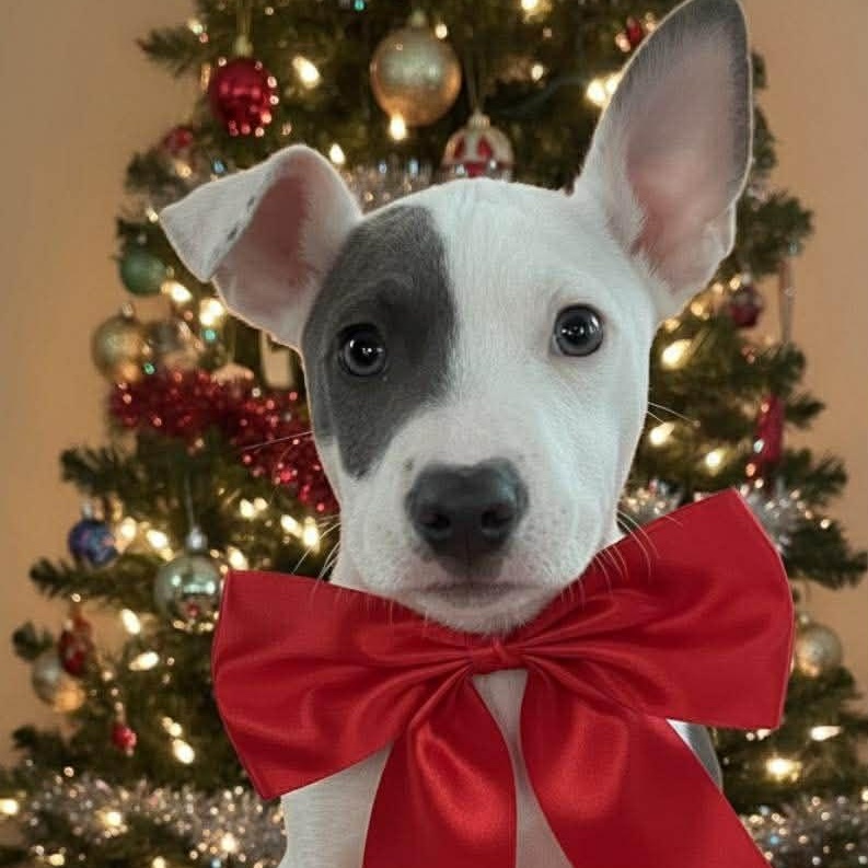 Enlarge Rudy, a ADOPTABLE American Staffordshire Terrier in Crosby, TX image 3/5