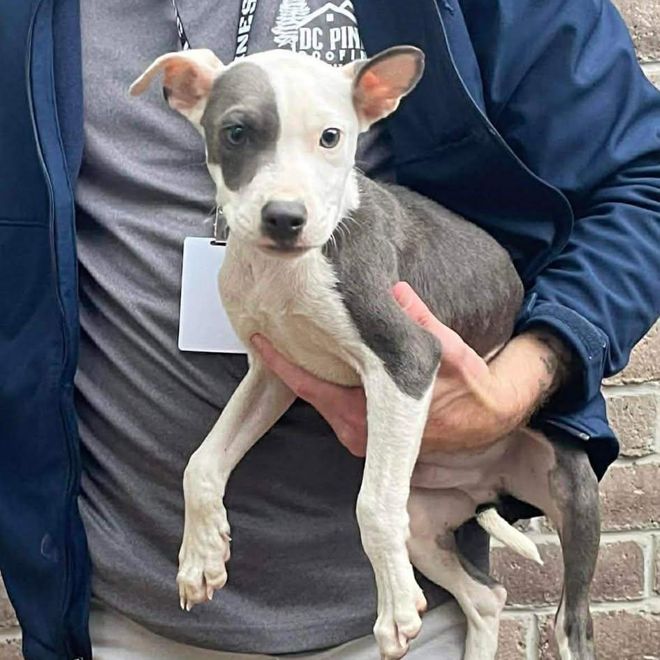 Enlarge Rudy, a ADOPTABLE American Staffordshire Terrier in Crosby, TX image 5/5