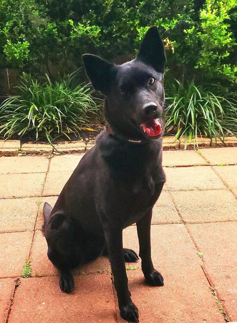 Enlarge Farrah, a Adopted mixed breed in Houston, TX image 1/4