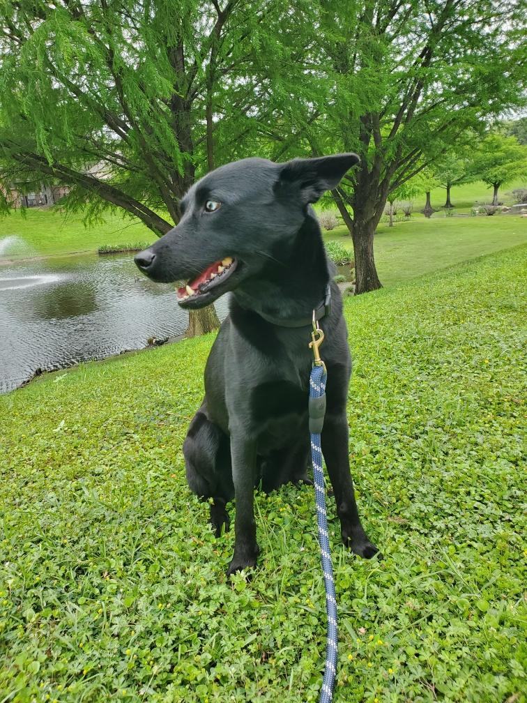 Enlarge Farrah, a Adopted mixed breed in Houston, TX image 2/4