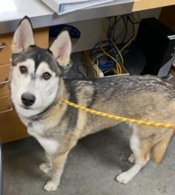 Enlarge Everest, a Adoptable mixed breed in Spokane Valley, WA image 1/1