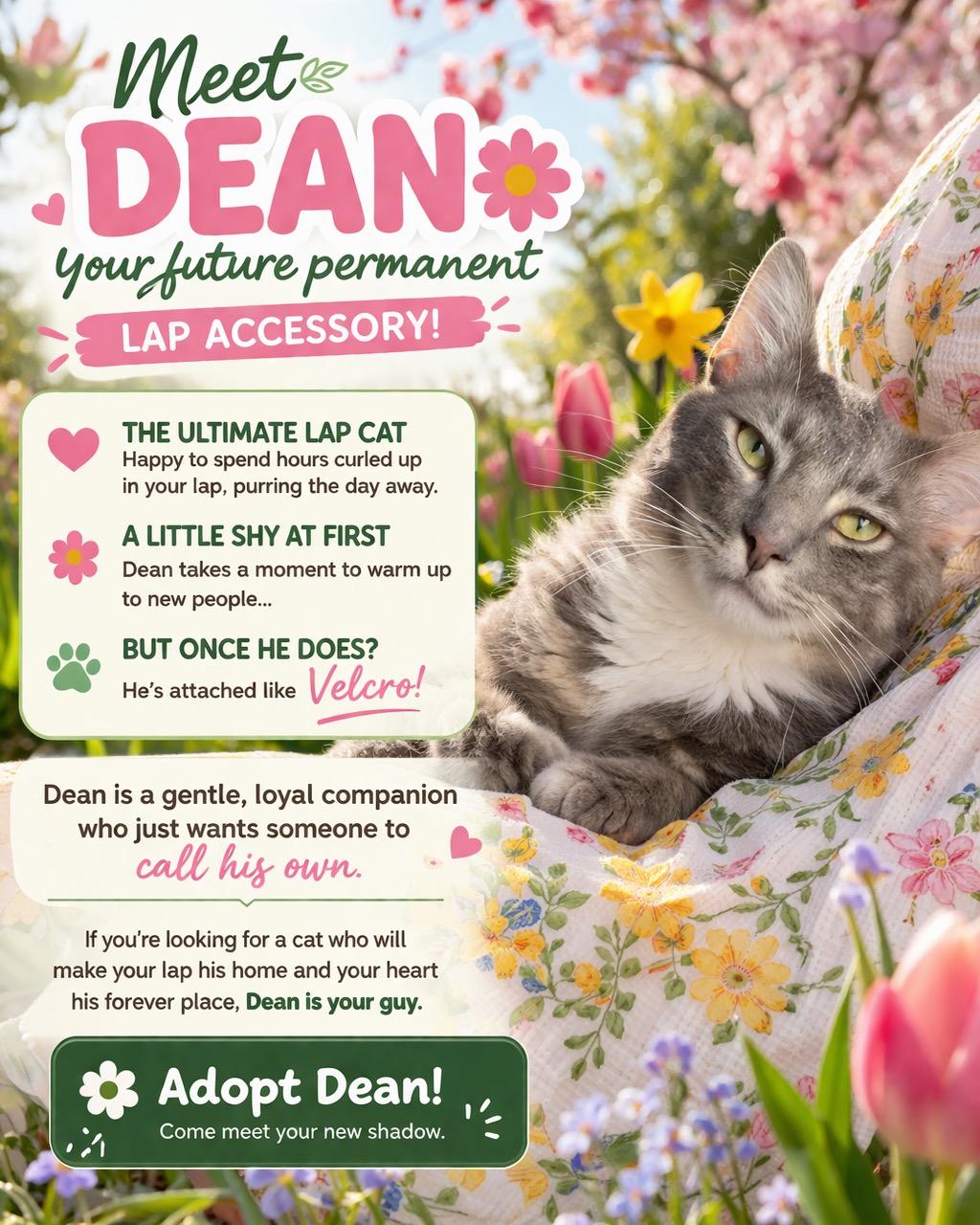 Enlarge Dean, a ADOPTABLE Domestic Short Hair in West Pittston, PA image 2/3