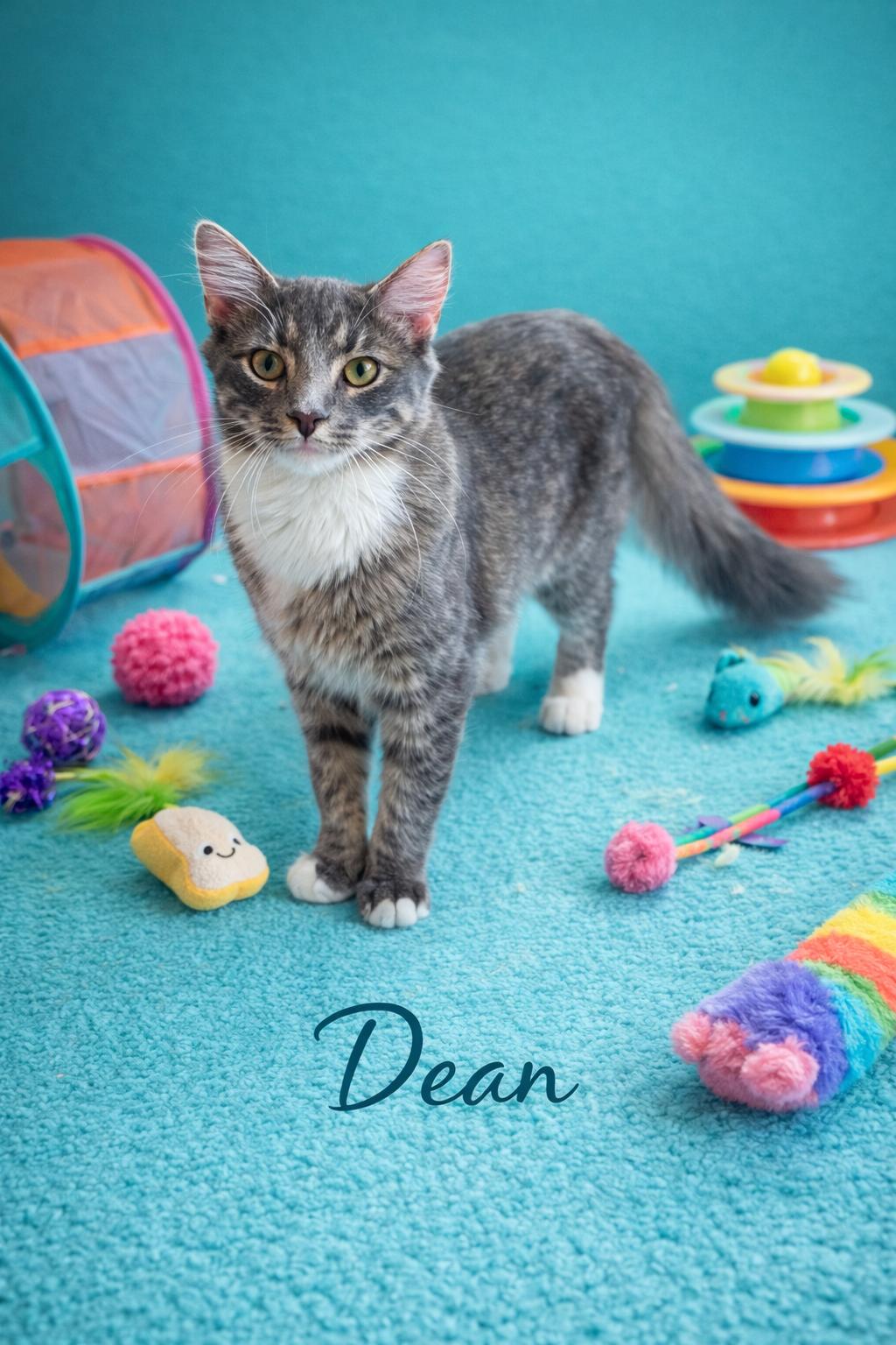 Dean, ADOPTABLE, Kitten Male Domestic Short Hair.