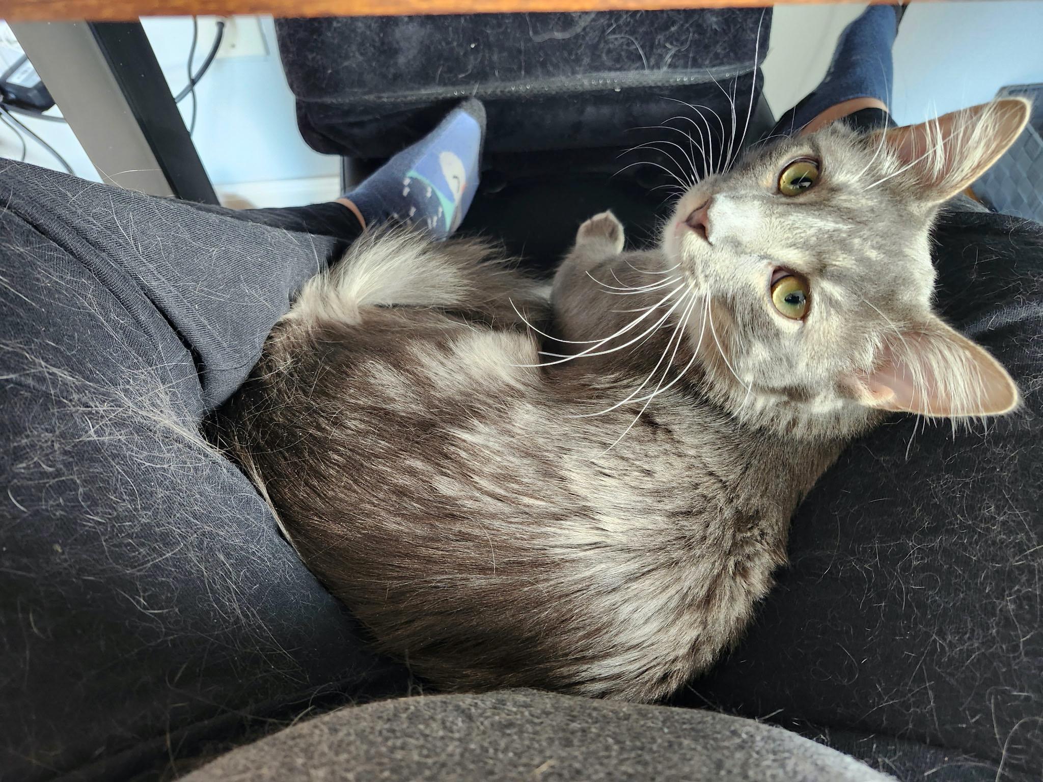 Enlarge Dean, a ADOPTABLE Domestic Short Hair in West Pittston, PA image 3/3