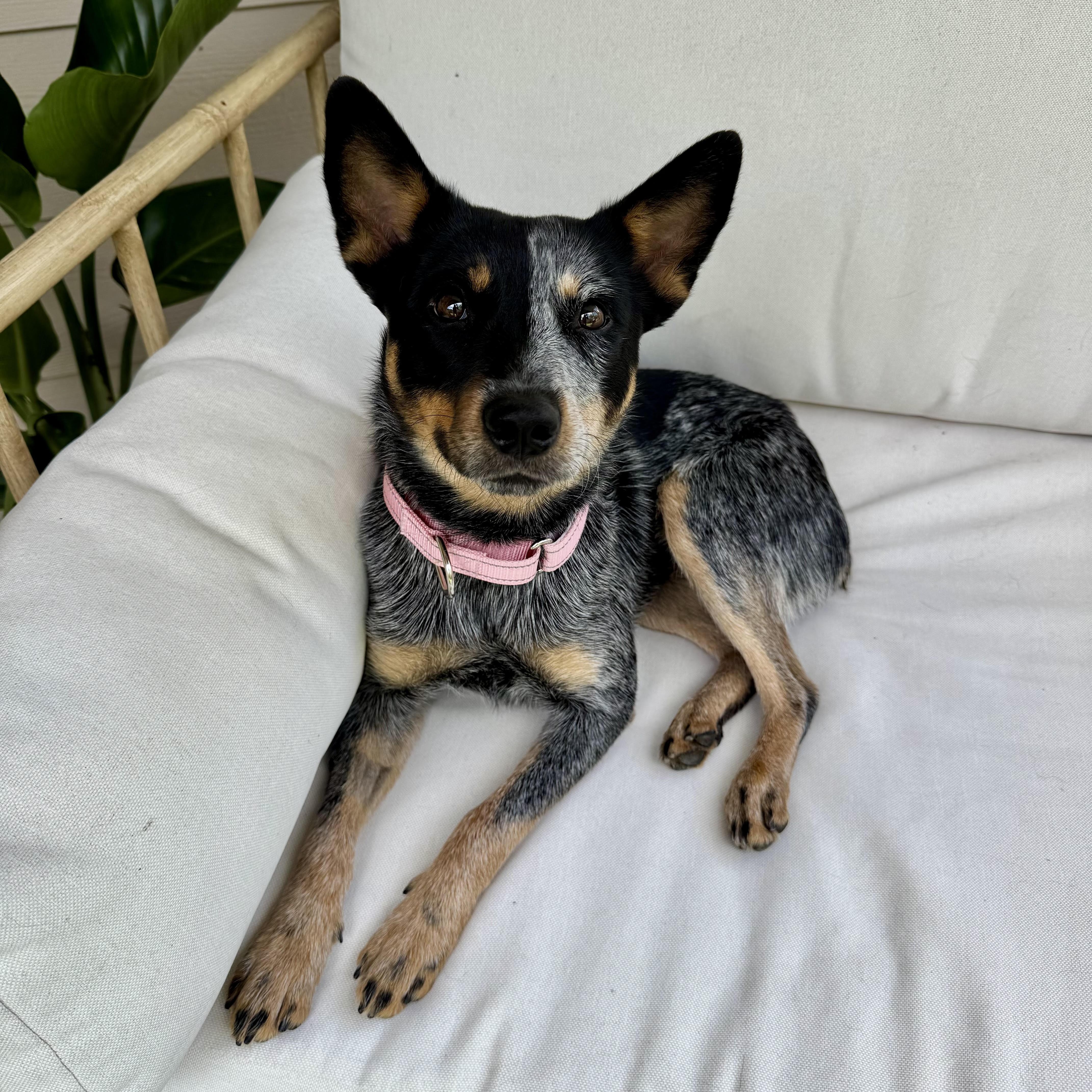 Enlarge Joni, a Adoptable Australian Cattle Dog / Blue Heeler in Pflugerville, TX image 2/6