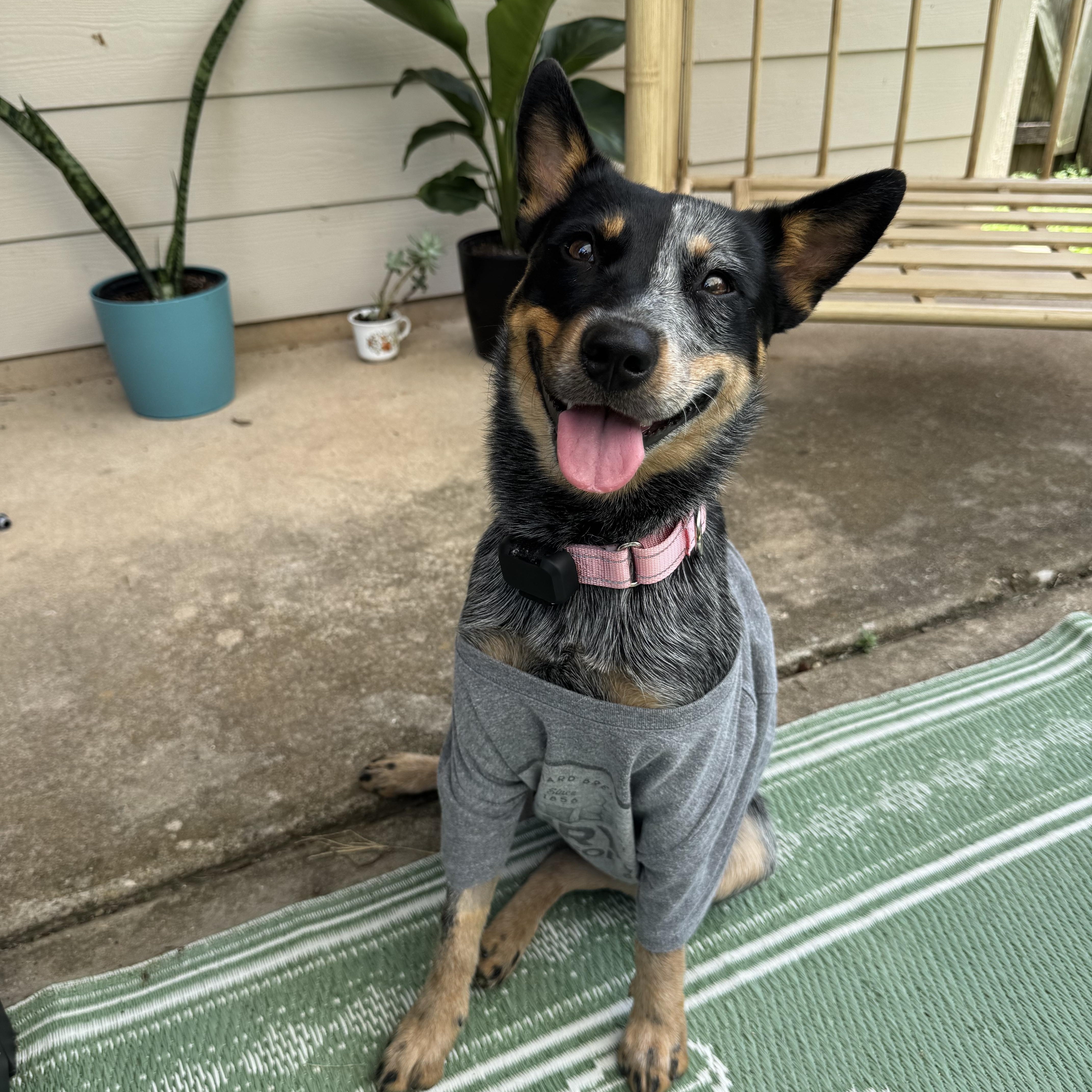 Enlarge Joni, a Adoptable Australian Cattle Dog / Blue Heeler in Pflugerville, TX image 1/6