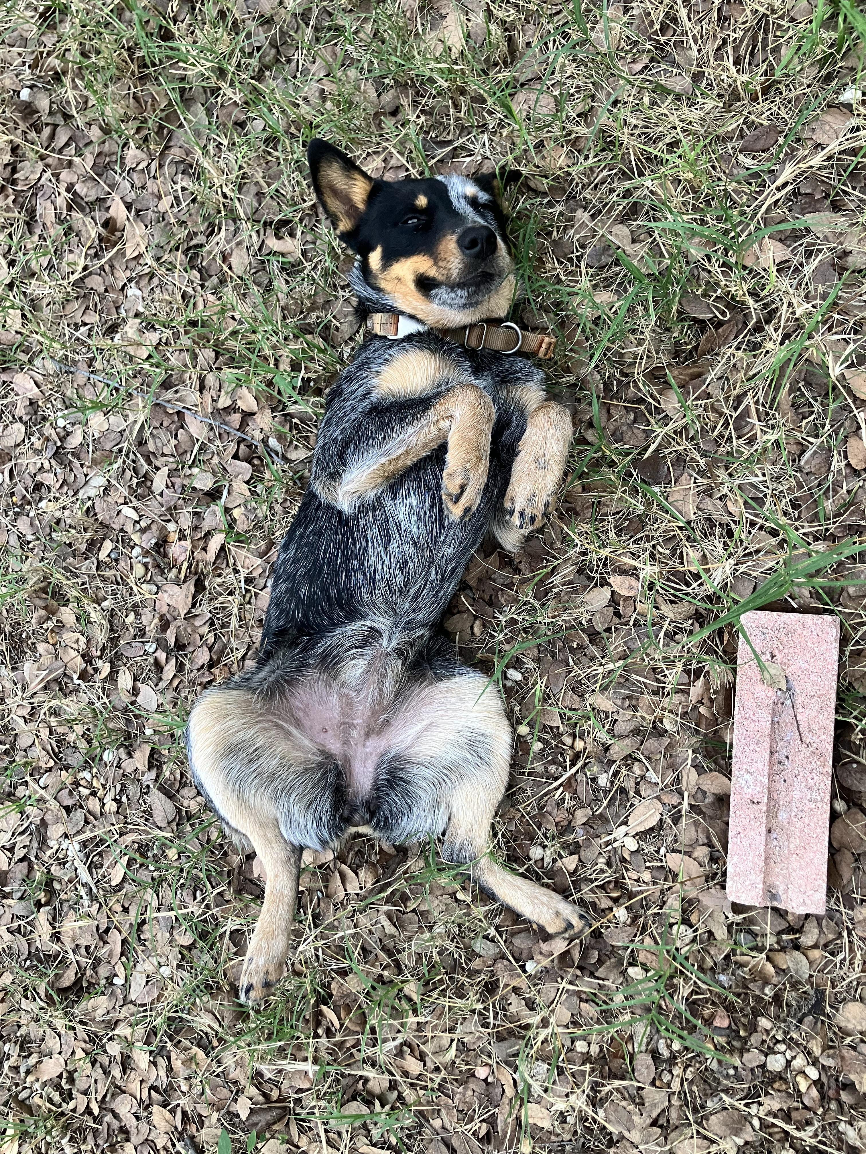 Enlarge Joni, a Adoptable Australian Cattle Dog / Blue Heeler in Pflugerville, TX image 4/6