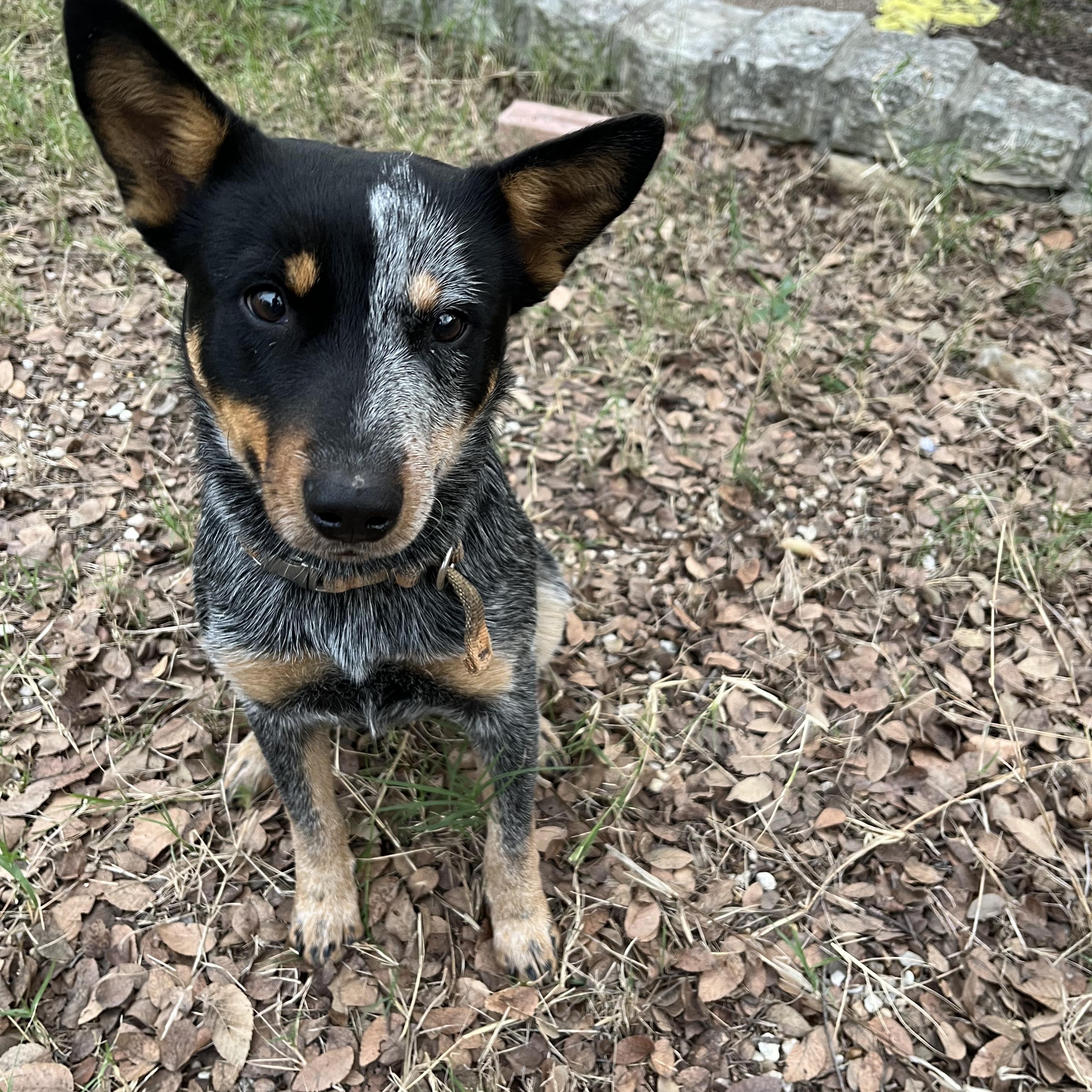 Enlarge Joni, a Adoptable Australian Cattle Dog / Blue Heeler in Pflugerville, TX image 3/6