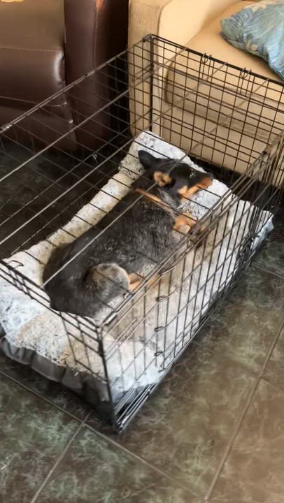 Enlarge Joni, a Adoptable Australian Cattle Dog / Blue Heeler in Pflugerville, TX video 6/6