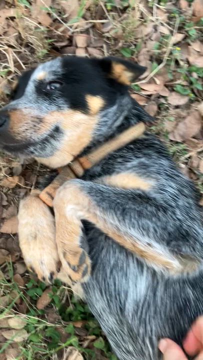Enlarge Joni, a Adoptable Australian Cattle Dog / Blue Heeler in Pflugerville, TX video 5/6