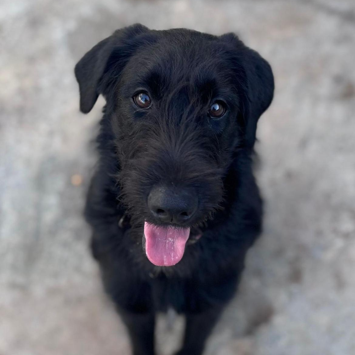 Tamara, ADOPTABLE, Adult Female Giant Schnauzer.