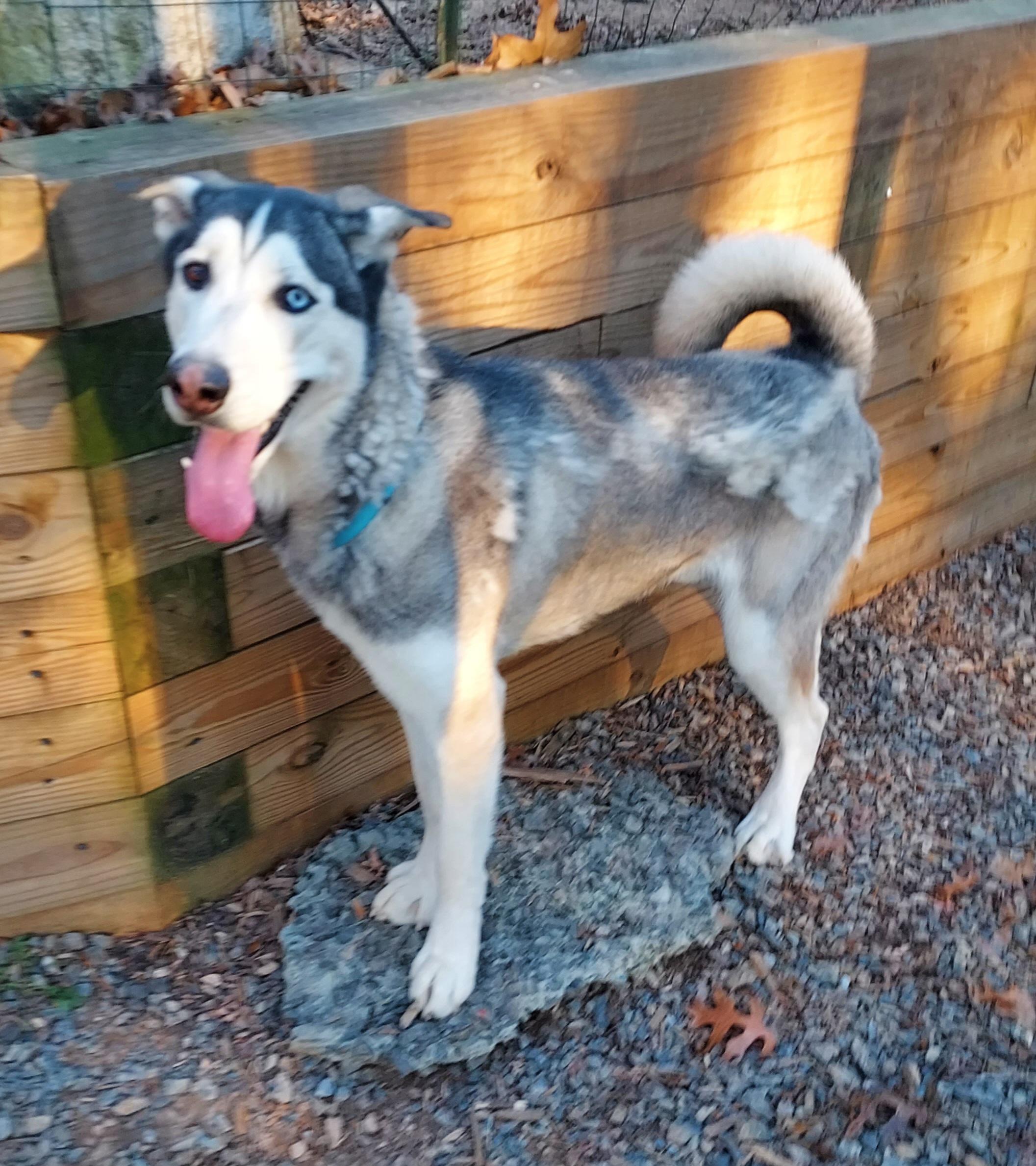Astro, a ADOPTABLE Siberian Husky in Ellijay, GA image 5/6
