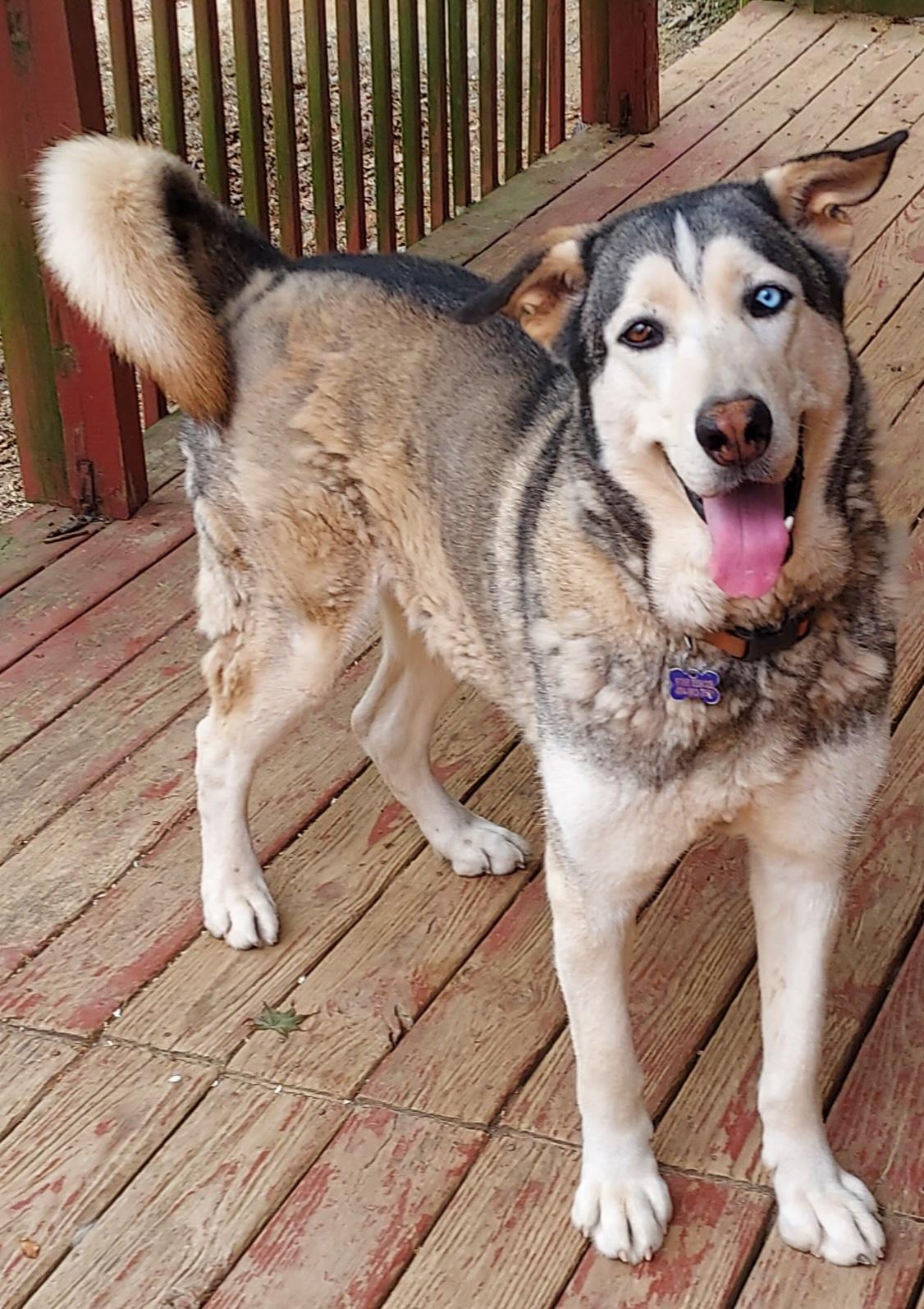 Astro, a ADOPTABLE Siberian Husky in Ellijay, GA image 2/6