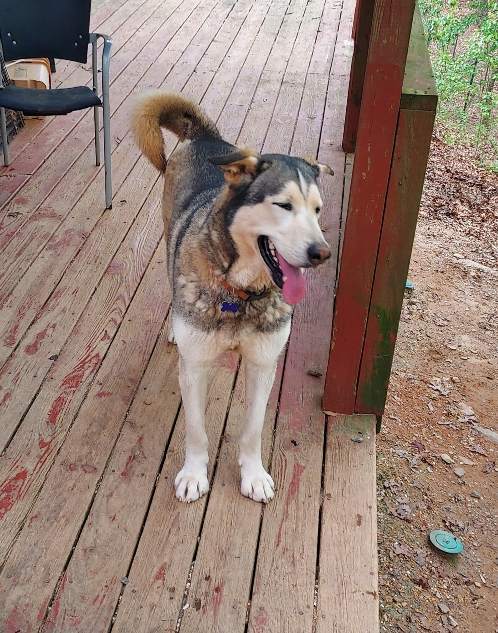 Astro, a ADOPTABLE Siberian Husky in Ellijay, GA image 6/6