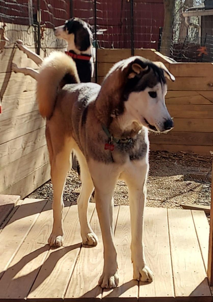 Astro, a ADOPTABLE Siberian Husky in Ellijay, GA image 3/6