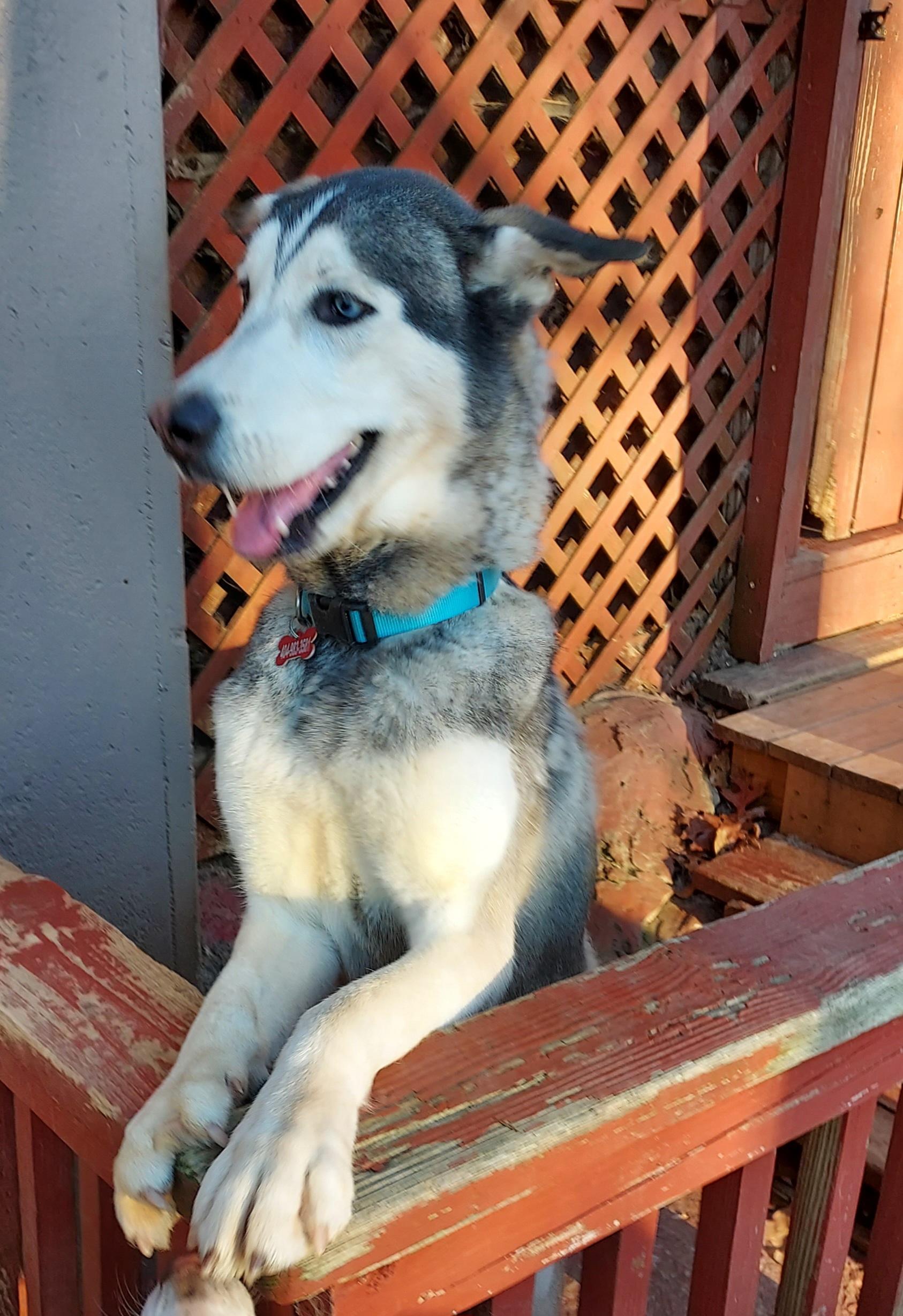 Astro, ADOPTABLE, Adult Male Siberian Husky.