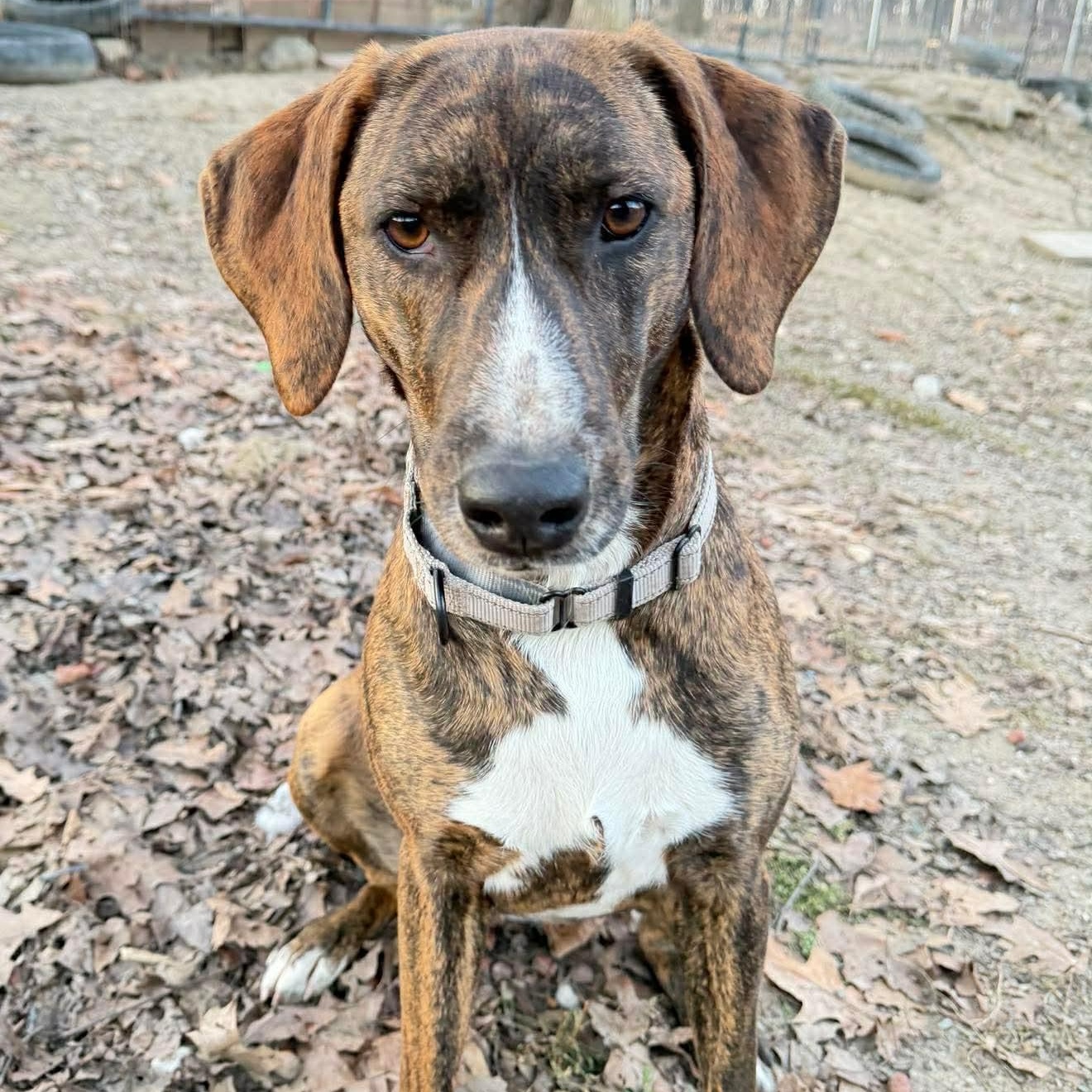 Enlarge Bella, a Adoptable mixed breed in Argyle, NY image 2/6