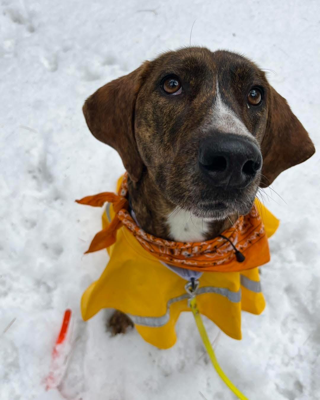 Enlarge Bella, an adopted mixed breed in Argyle, NY image 5/6