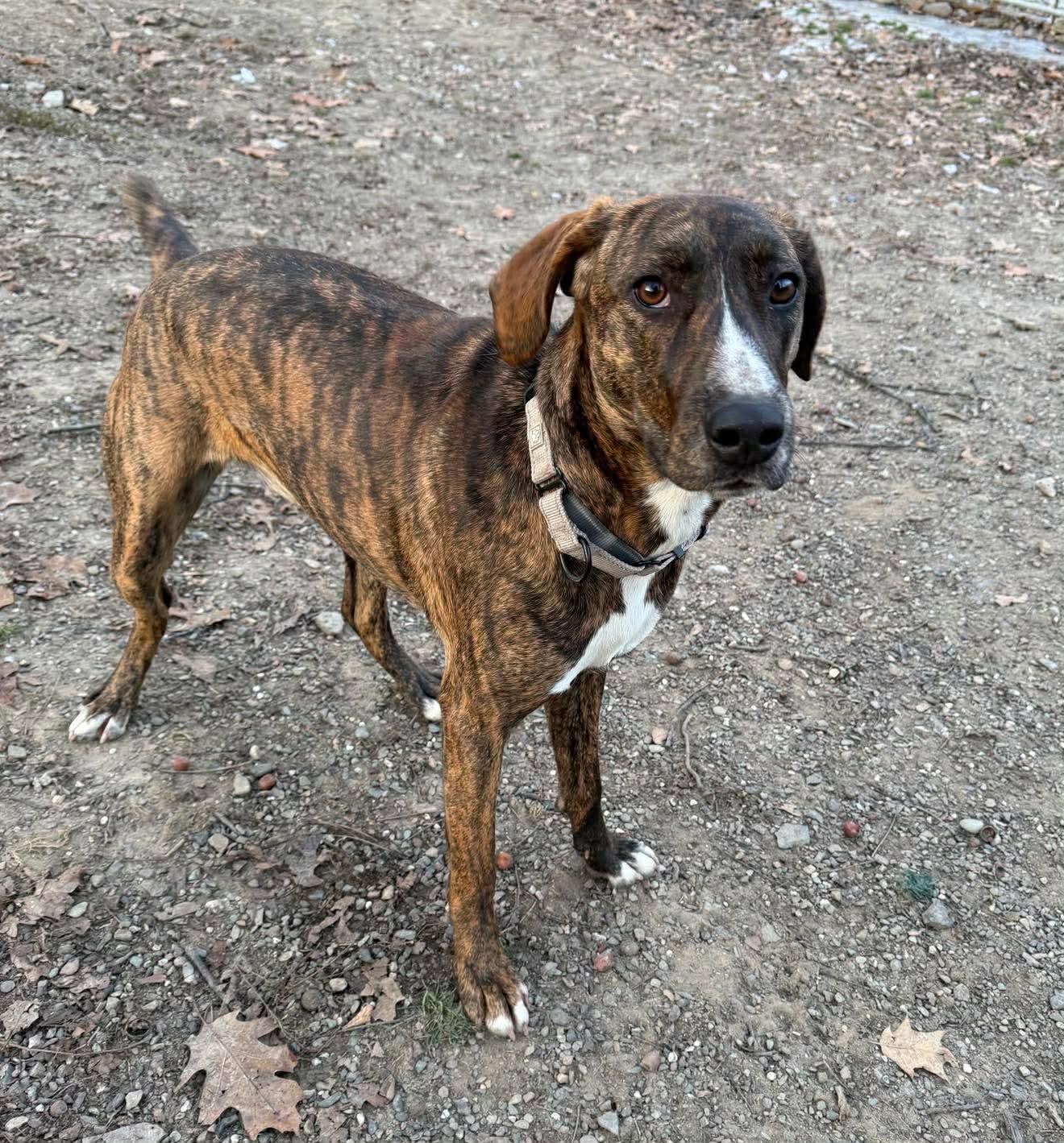 Enlarge Bella, a Adoptable mixed breed in Argyle, NY image 6/6