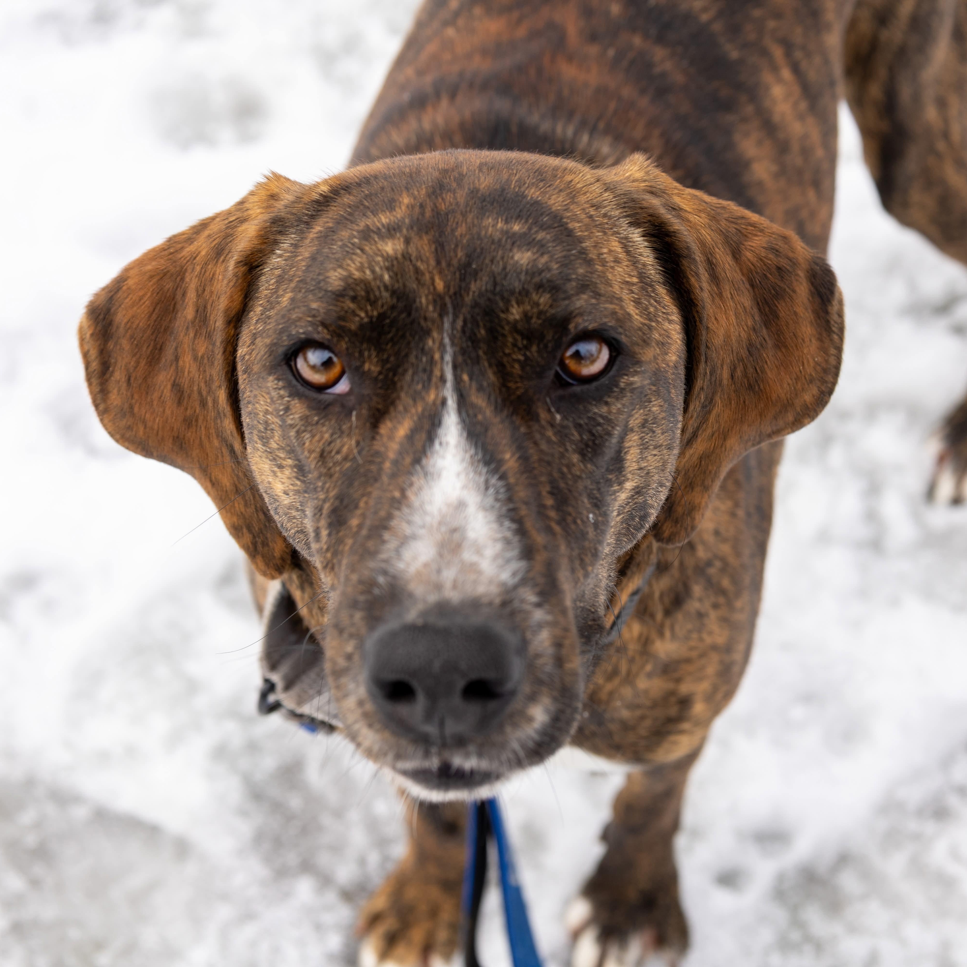Enlarge Bella, an adopted mixed breed in Argyle, NY image 2/6